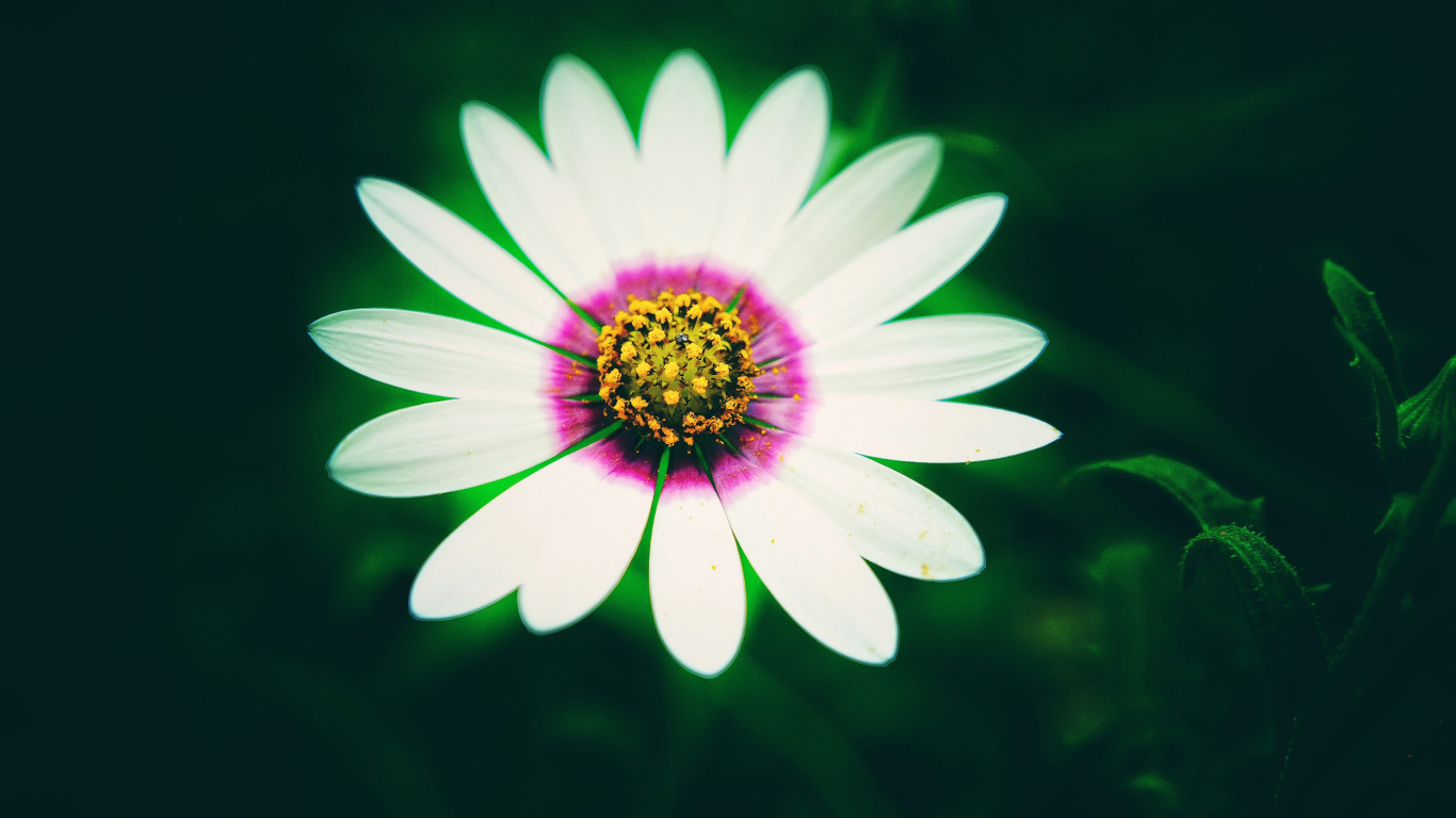 Gemeinsame Daisy, Blütenblatt, Blumenmuster, Vegetation, Terrestrische Pflanzen. Wallpaper in 1366x768 Resolution