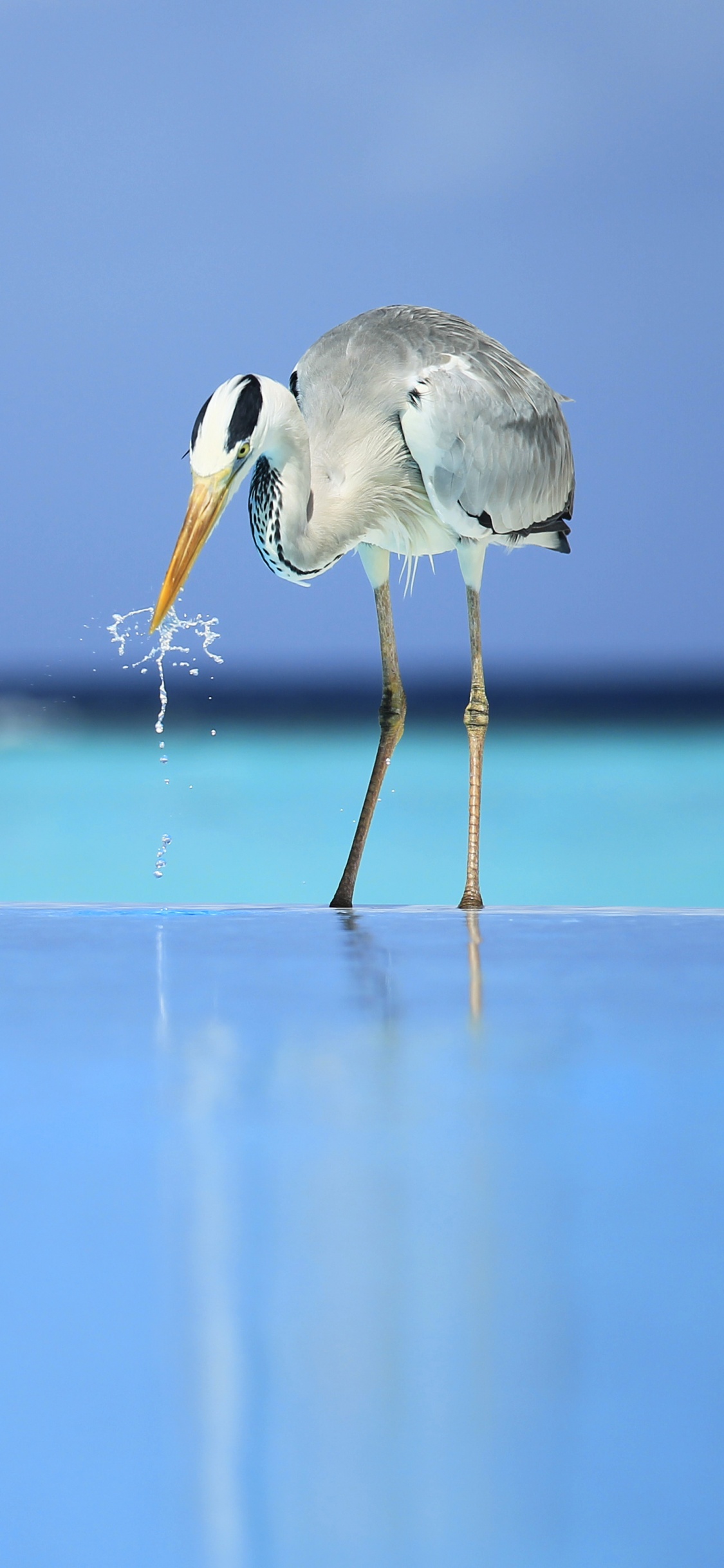 Oiseau Blanc Survolant la Mer Pendant la Journée. Wallpaper in 1125x2436 Resolution