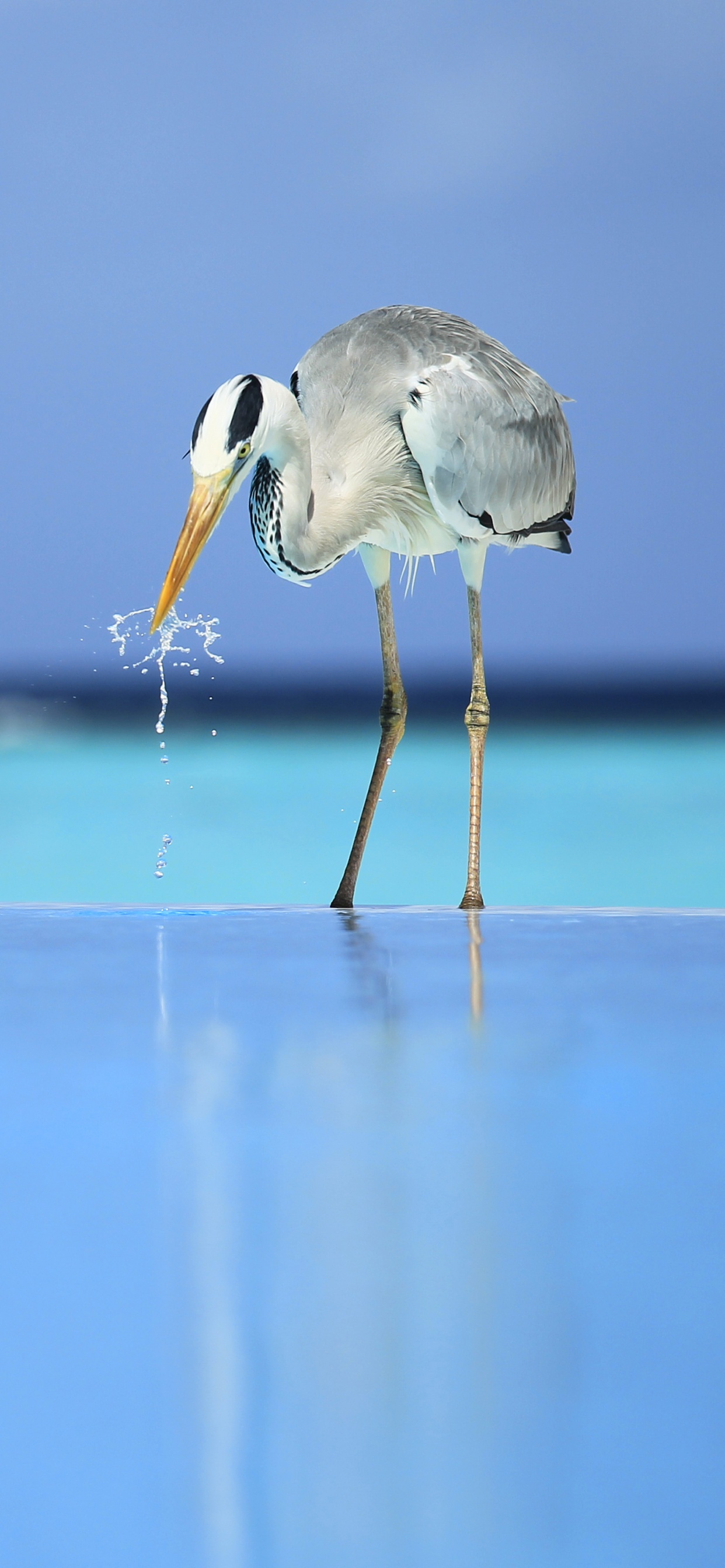 Oiseau Blanc Survolant la Mer Pendant la Journée. Wallpaper in 1242x2688 Resolution