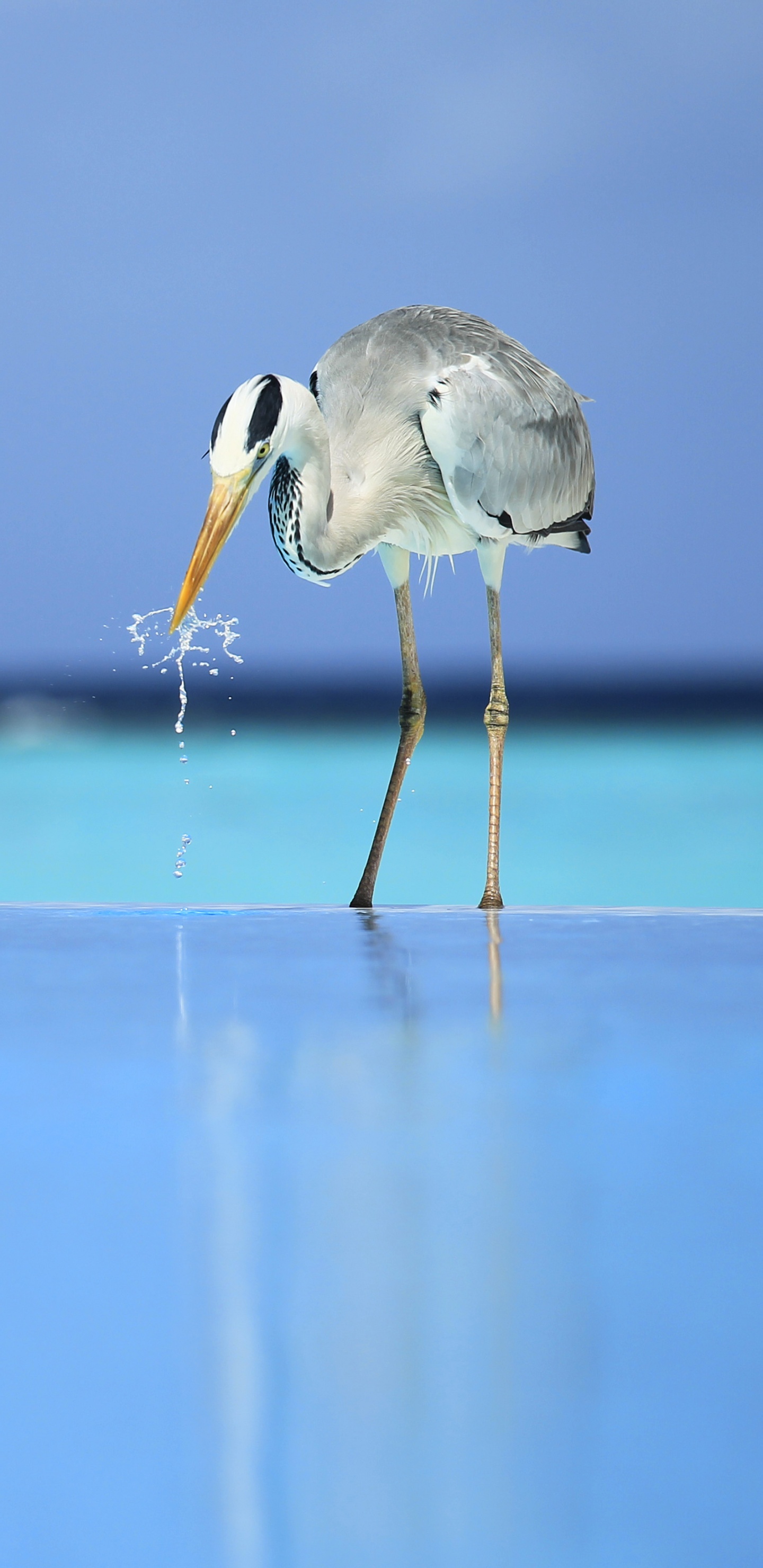 Oiseau Blanc Survolant la Mer Pendant la Journée. Wallpaper in 1440x2960 Resolution