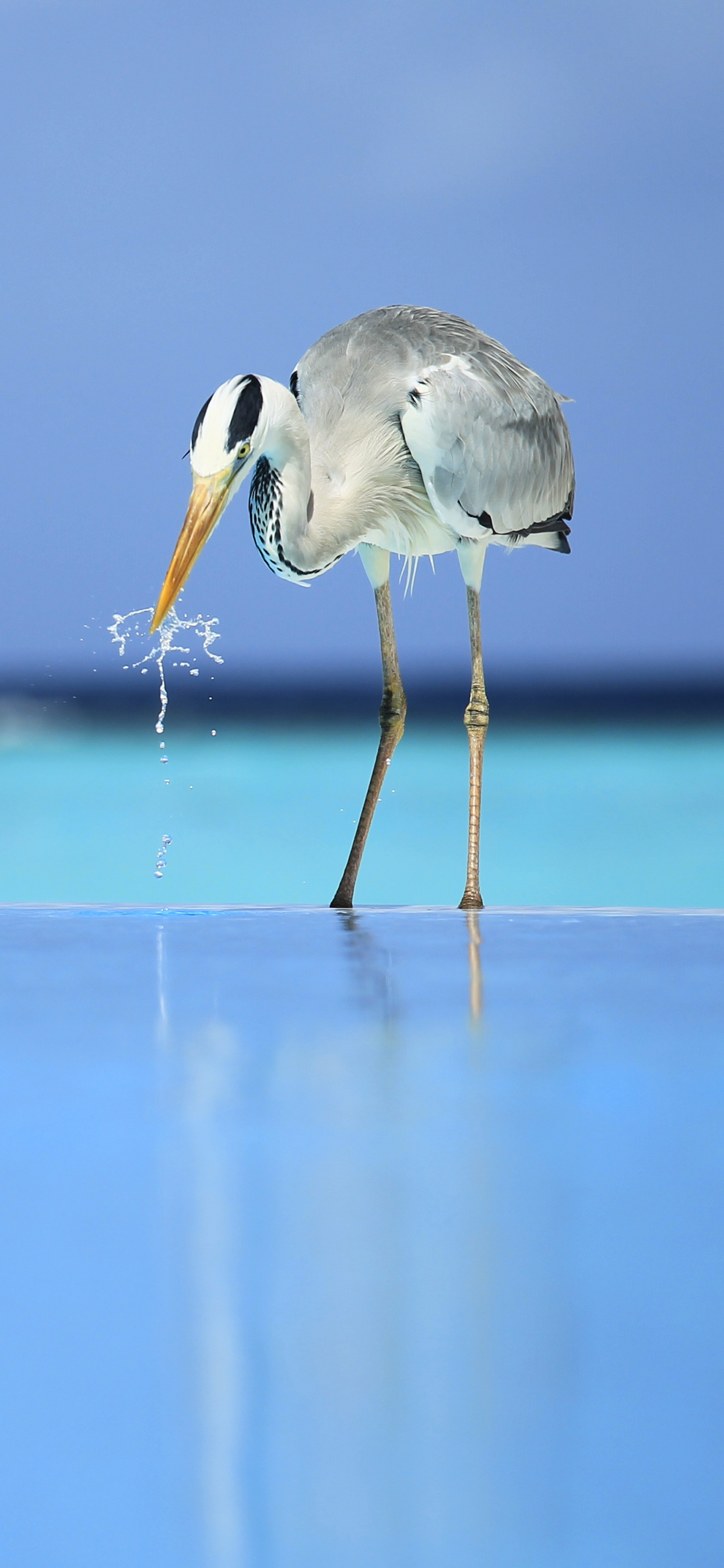 Pájaro Blanco Volando Sobre el Mar Durante el Día. Wallpaper in 1242x2688 Resolution