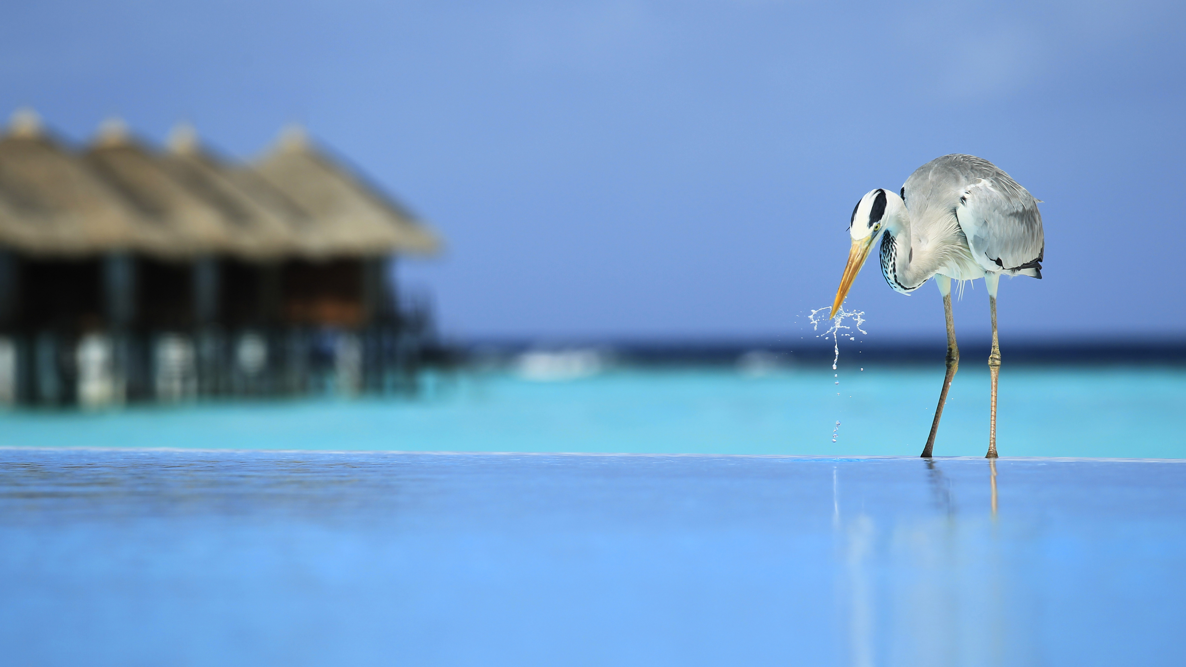 White Bird Flying Over The Sea During Daytime. Wallpaper in 3840x2160 Resolution