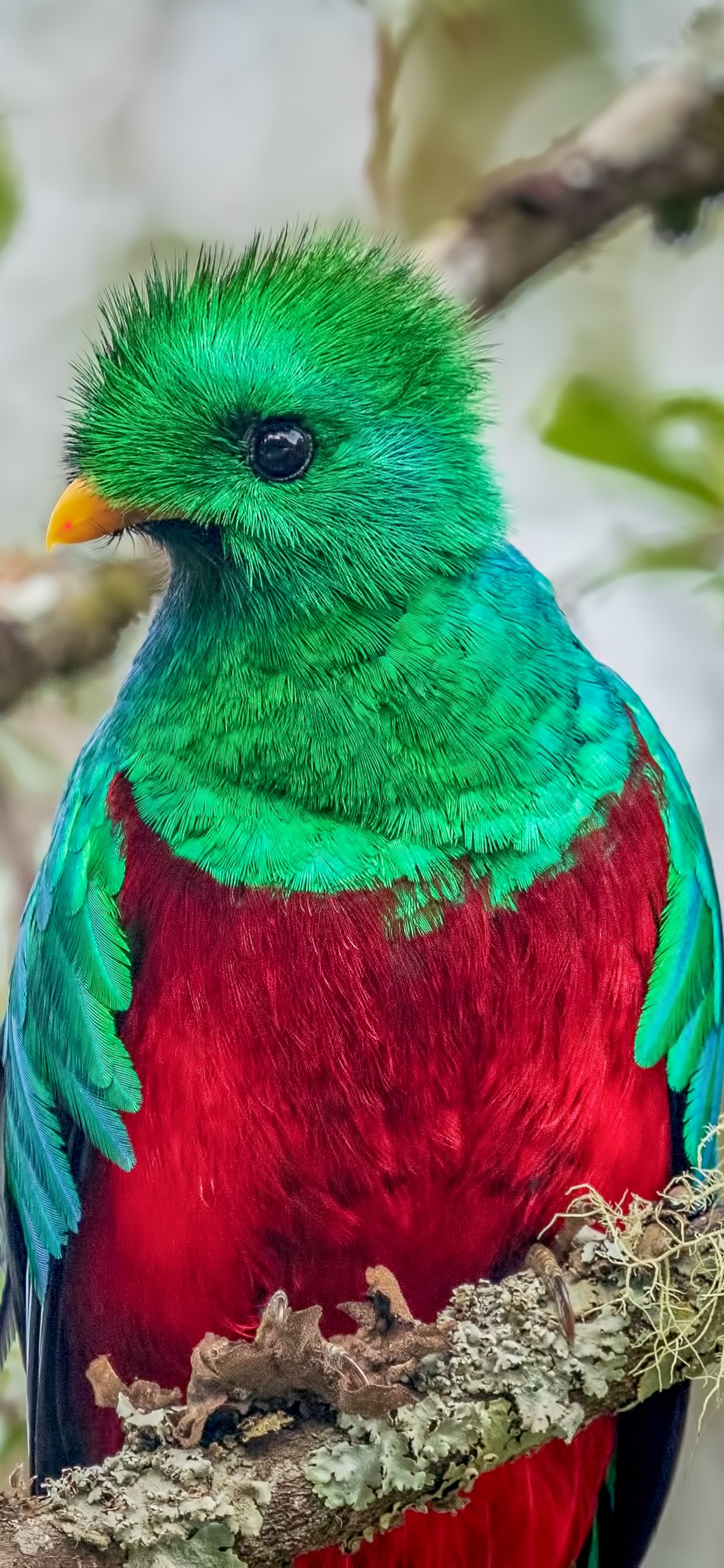 Pájaro Azul, Verde y Rojo en la Rama de un Árbol Marrón Durante el Día. Wallpaper in 1242x2688 Resolution