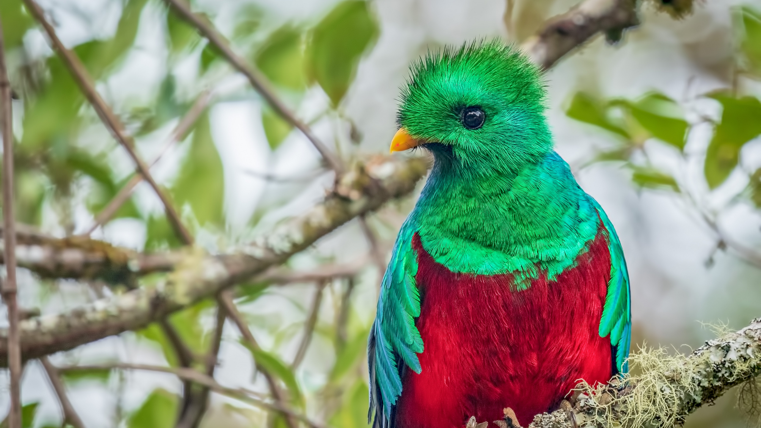 Pájaro Azul, Verde y Rojo en la Rama de un Árbol Marrón Durante el Día. Wallpaper in 2560x1440 Resolution