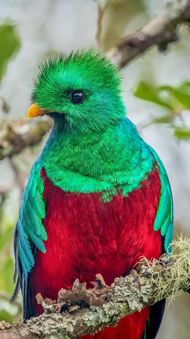 Pájaro Azul, Verde y Rojo en la Rama de un Árbol Marrón Durante el Día. Wallpaper in 750x1334 Resolution