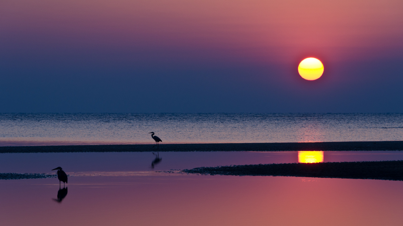 Silhouette of Person Walking on Beach During Sunset. Wallpaper in 1366x768 Resolution