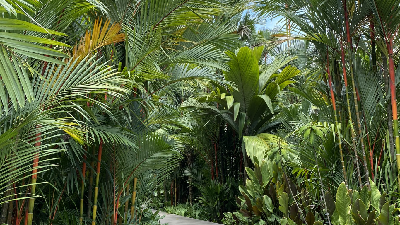 Vegetation, Oil Palms, Ecosystem, Woody Plant, Botany. Wallpaper in 1366x768 Resolution