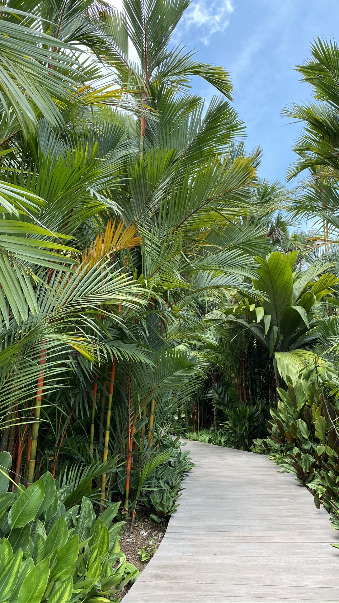 Végétation, Palmiers à Huile, Écosystème, Plantes Ligneuses, Botanique. Wallpaper in 1080x1920 Resolution