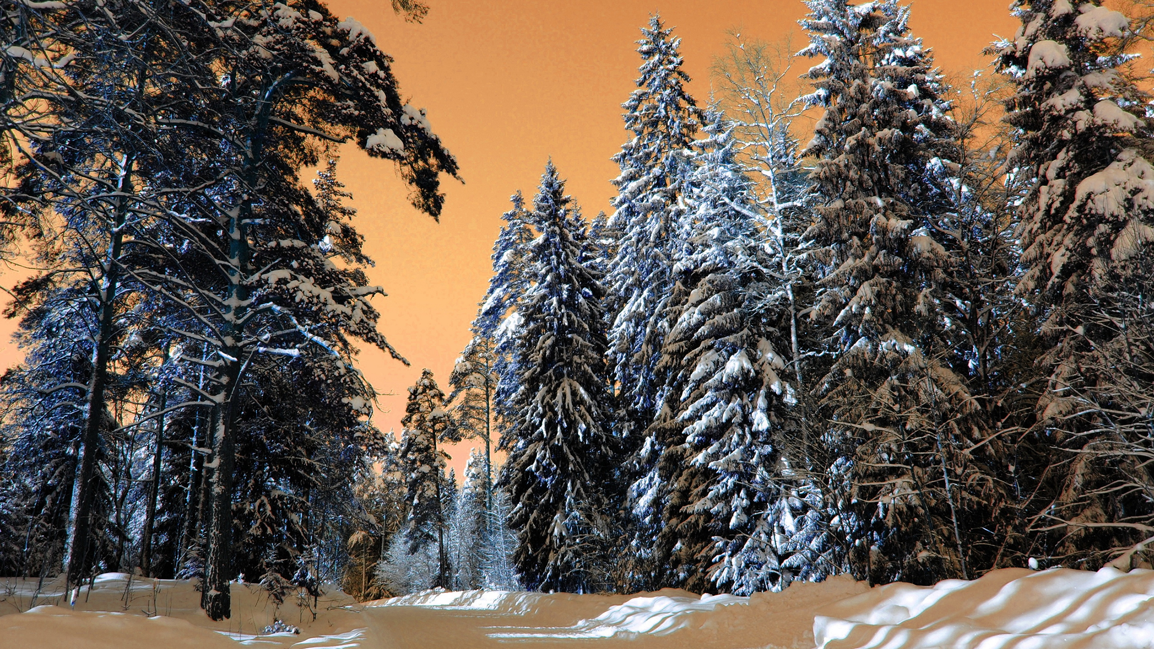 Schneebedeckte Bäume Unter Blauem Himmel Tagsüber. Wallpaper in 3840x2160 Resolution