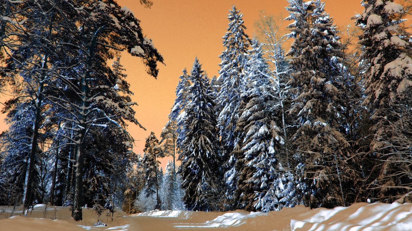 Snow Covered Trees Under Blue Sky During Daytime. Wallpaper in 1366x768 Resolution