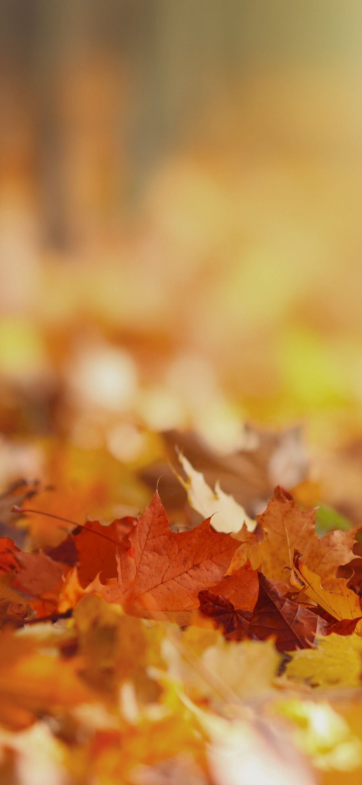 LG, LG V30, Geschichten Von Uns Band 2, In Dem Wunsch, Gott, Erzählung. Wallpaper in 1242x2688 Resolution