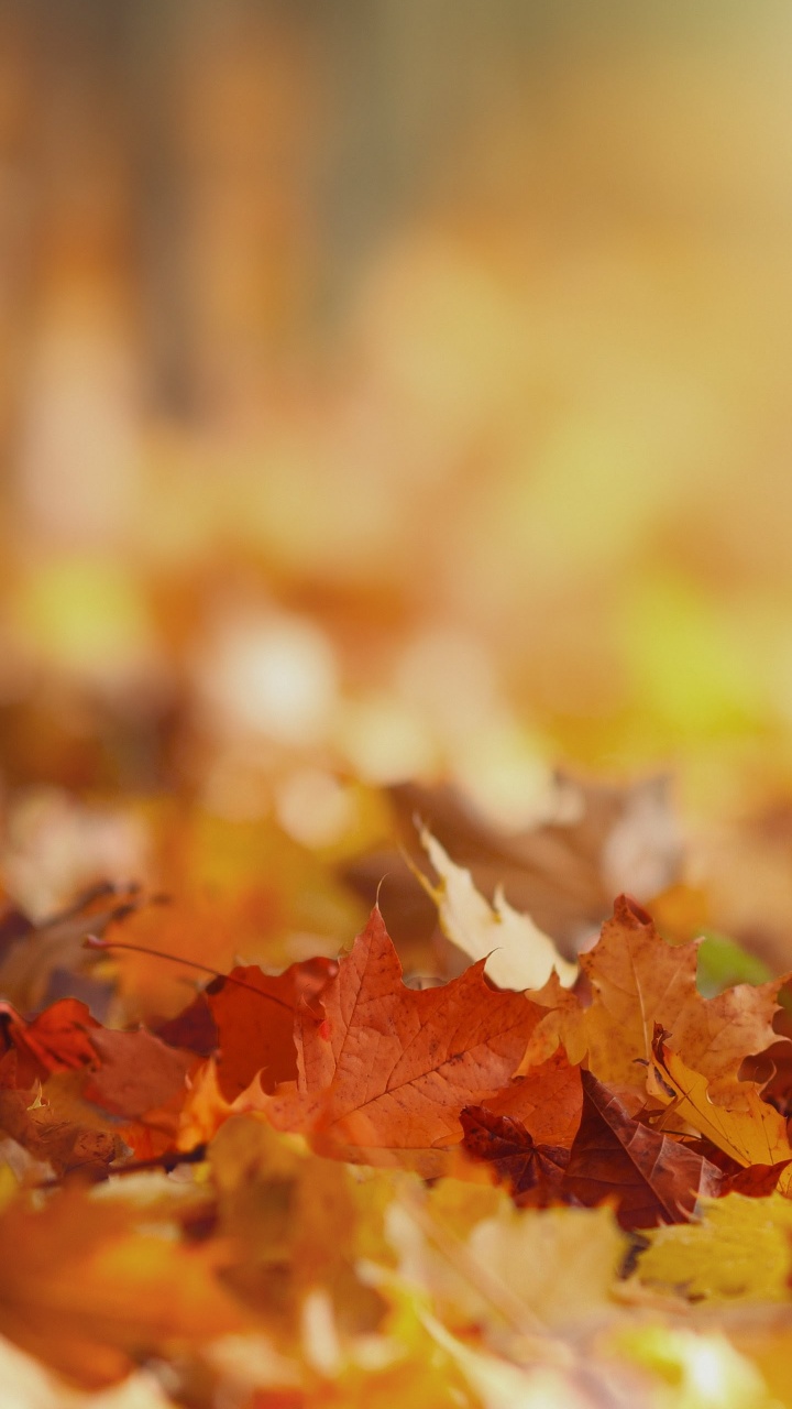 LG, LG V30, Geschichten Von Uns Band 2, In Dem Wunsch, Gott, Erzählung. Wallpaper in 720x1280 Resolution