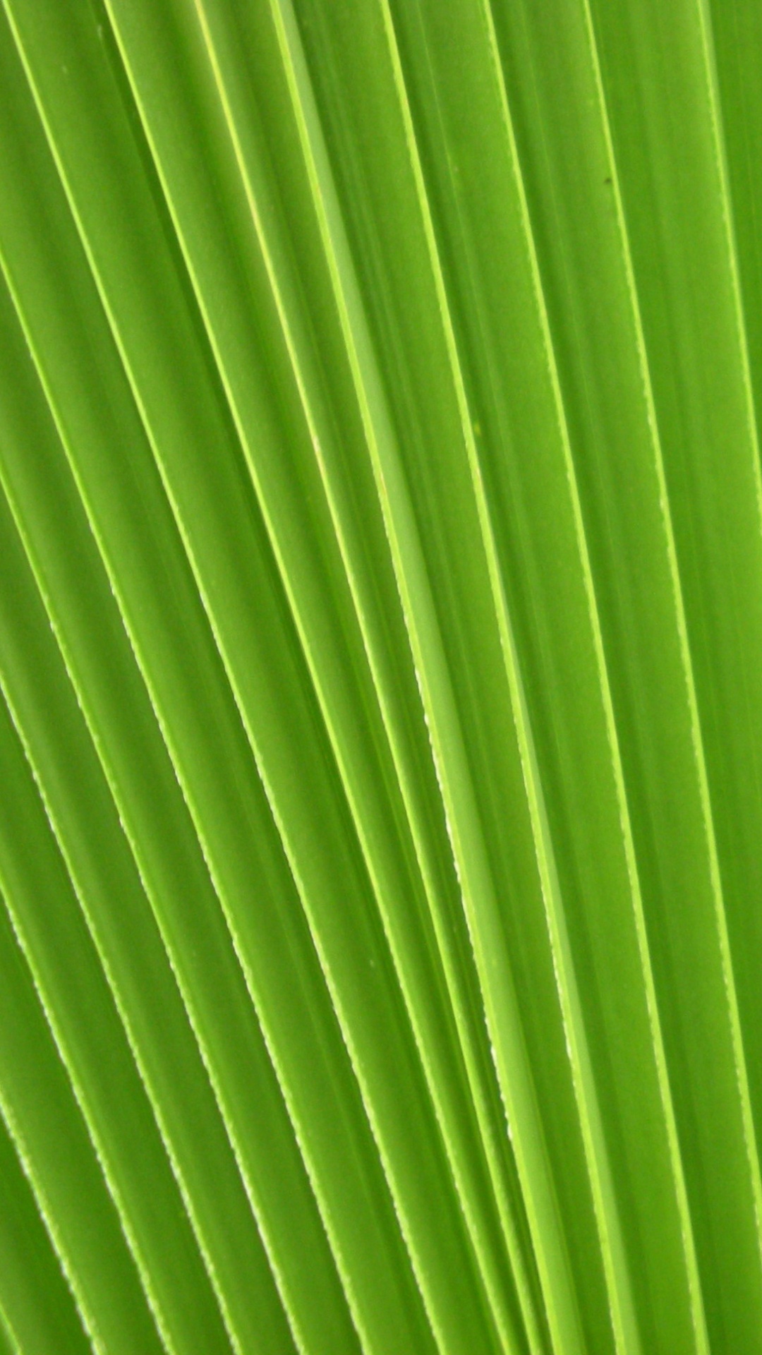 Hoja de Plátano Verde en Fotografía de Cerca. Wallpaper in 1080x1920 Resolution