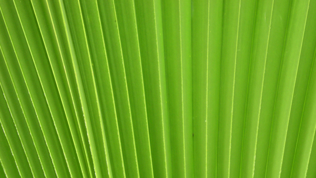 Hoja de Plátano Verde en Fotografía de Cerca. Wallpaper in 1280x720 Resolution