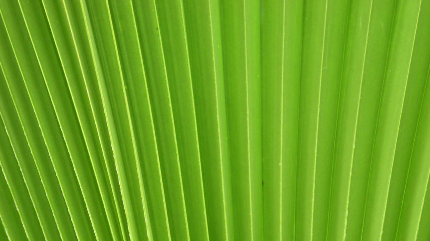 Feuille de Bananier Verte en Photographie Rapprochée. Wallpaper in 1366x768 Resolution