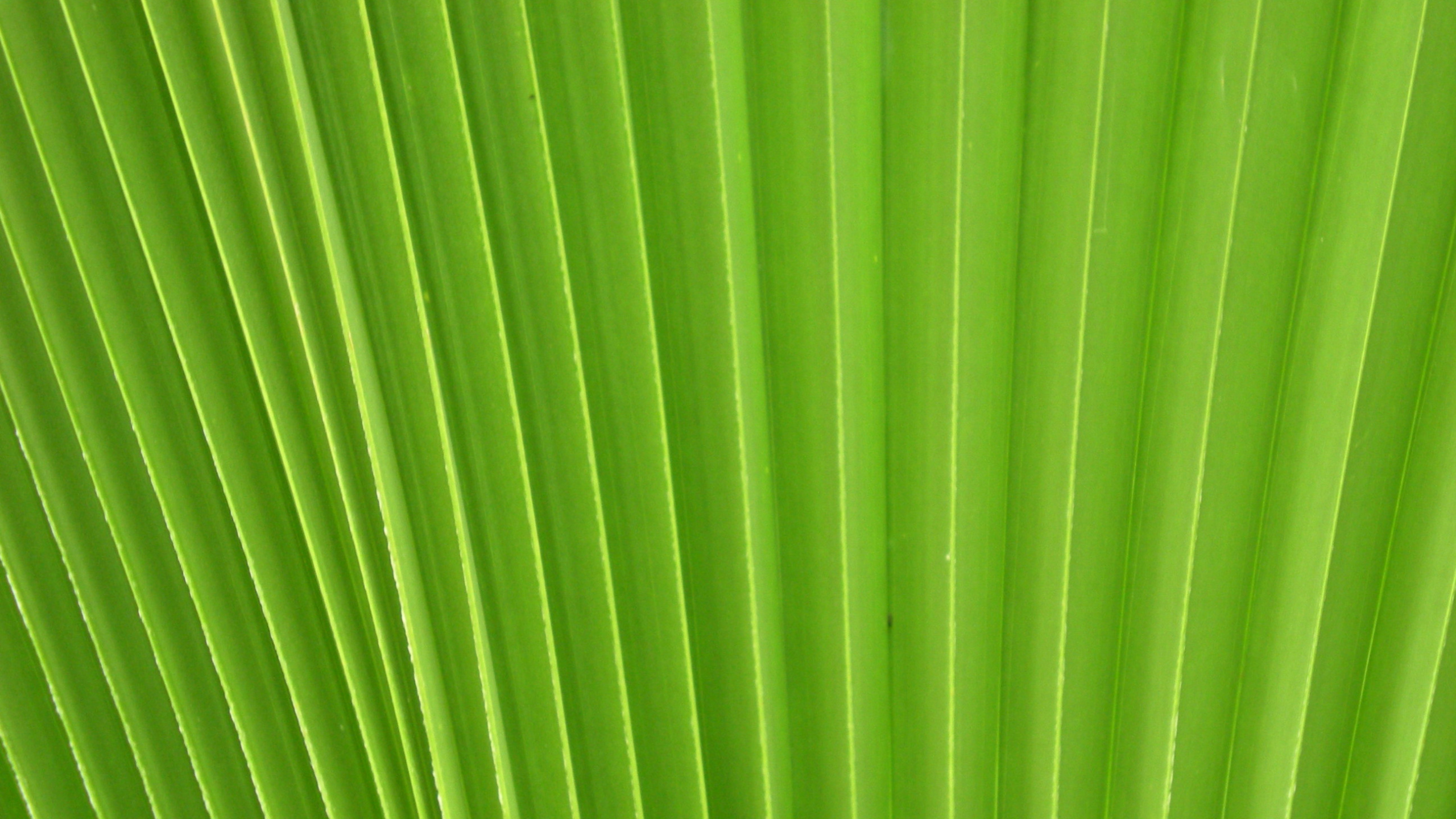 Feuille de Bananier Verte en Photographie Rapprochée. Wallpaper in 2560x1440 Resolution