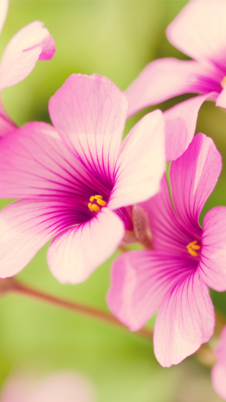 Flor Morada y Blanca en Macro Shot. Wallpaper in 750x1334 Resolution