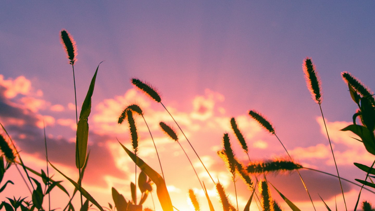 Blatt, Cloud, Atmosphäre, Naturlandschaft, Afterglow. Wallpaper in 1280x720 Resolution