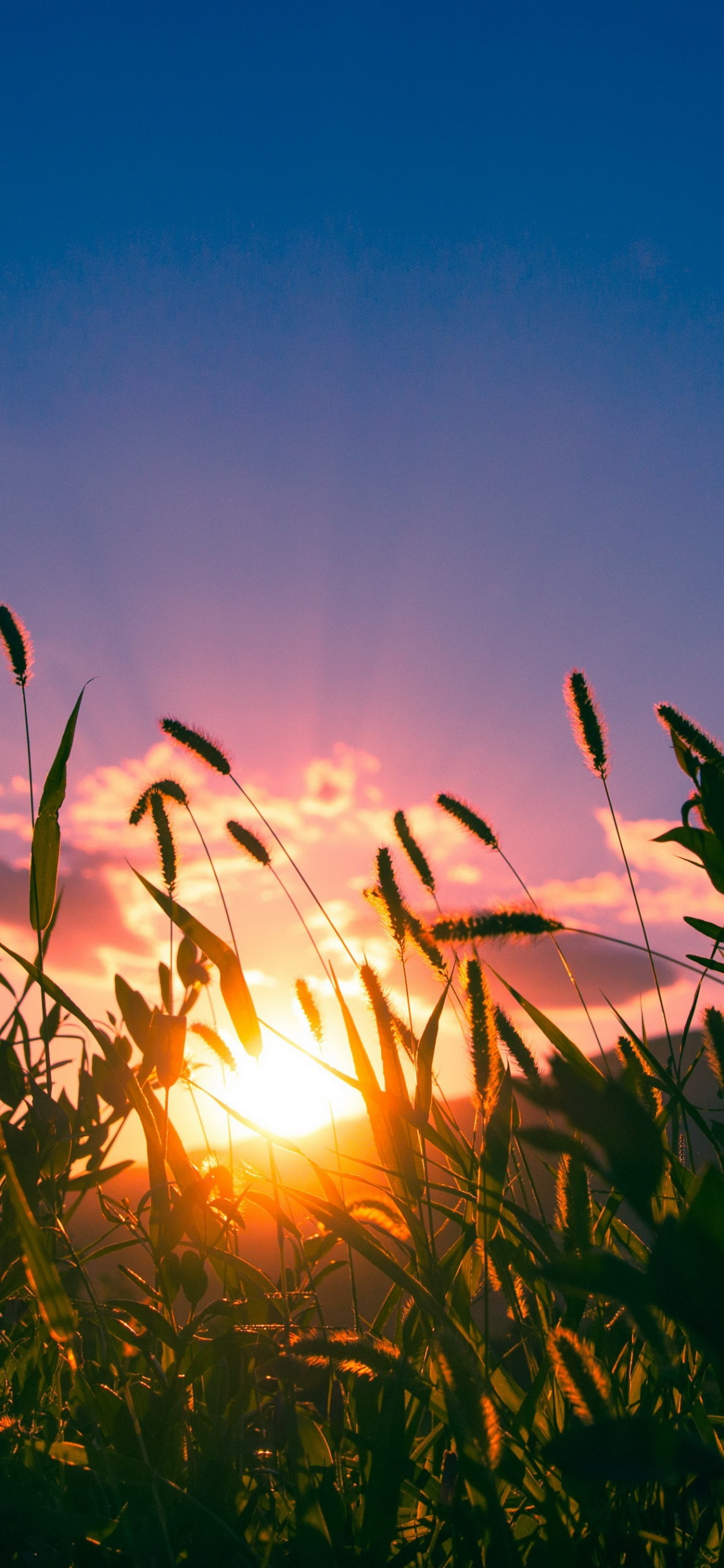 Leaf, Cloud, Plant, Atmosphere, Natural Landscape. Wallpaper in 1125x2436 Resolution