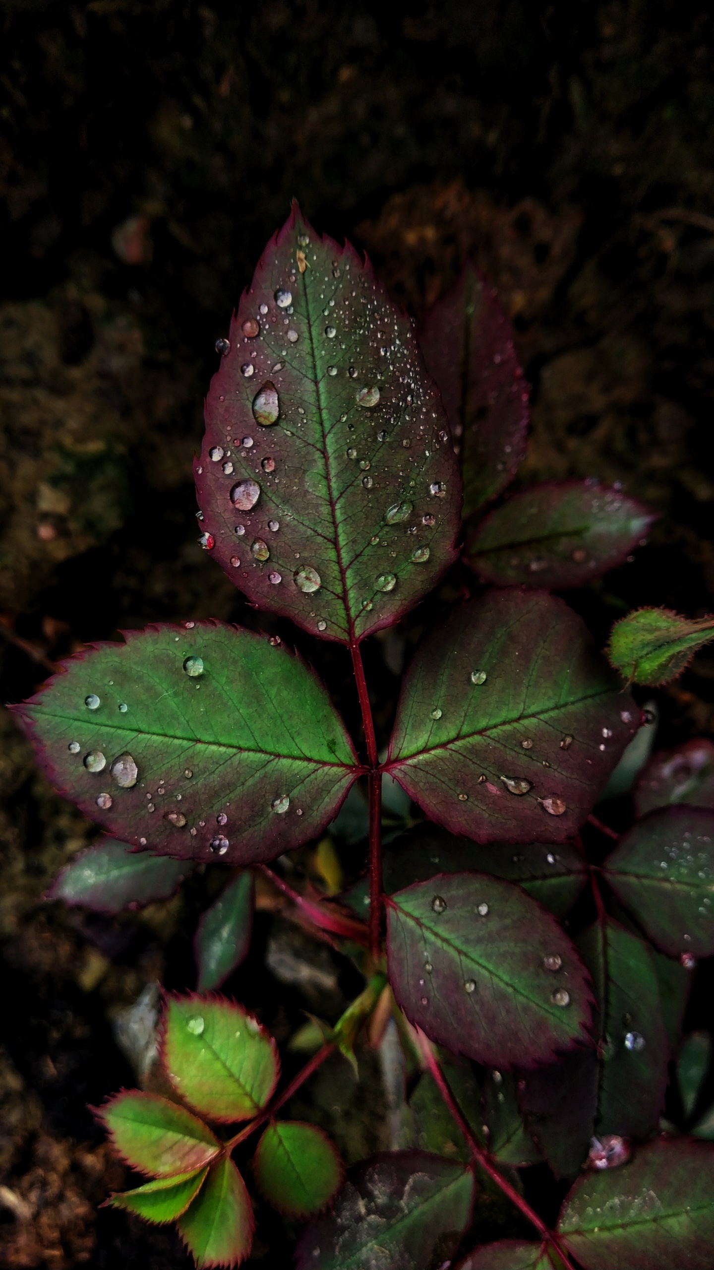 Blatt, Tau, Gr, Tropfen, Terrestrische Pflanzen. Wallpaper in 1440x2560 Resolution