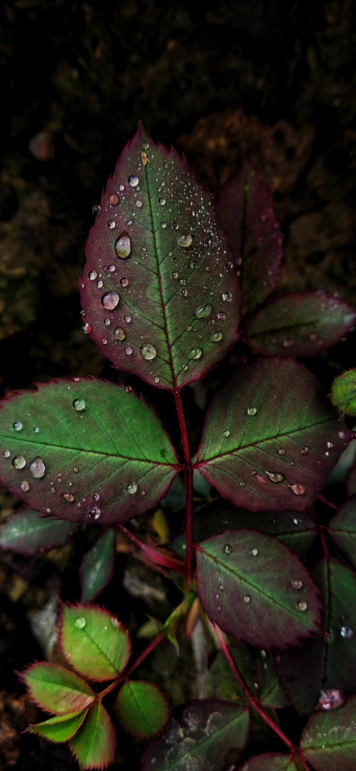 Rocío, Verde, Planta Terrestre, Agua, Humedad. Wallpaper in 1242x2688 Resolution