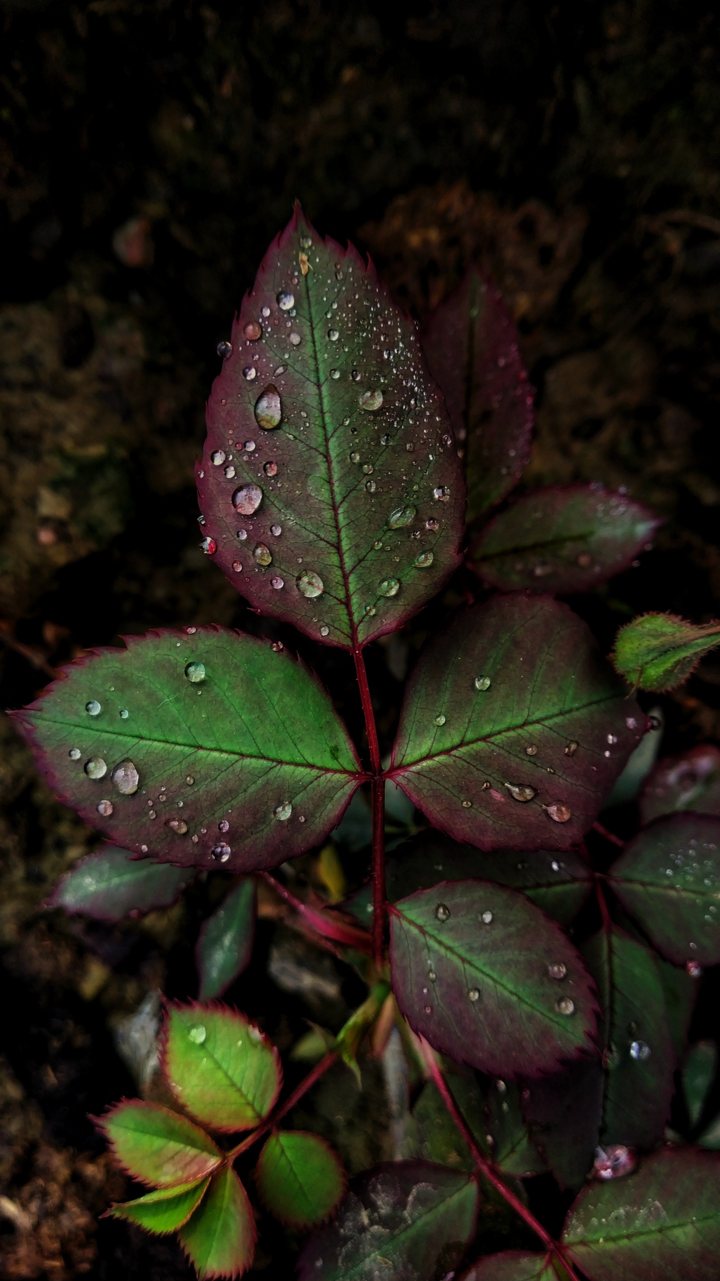 Feuille, Rosée, Green, Plante Terrestre, Eau. Wallpaper in 1440x2560 Resolution