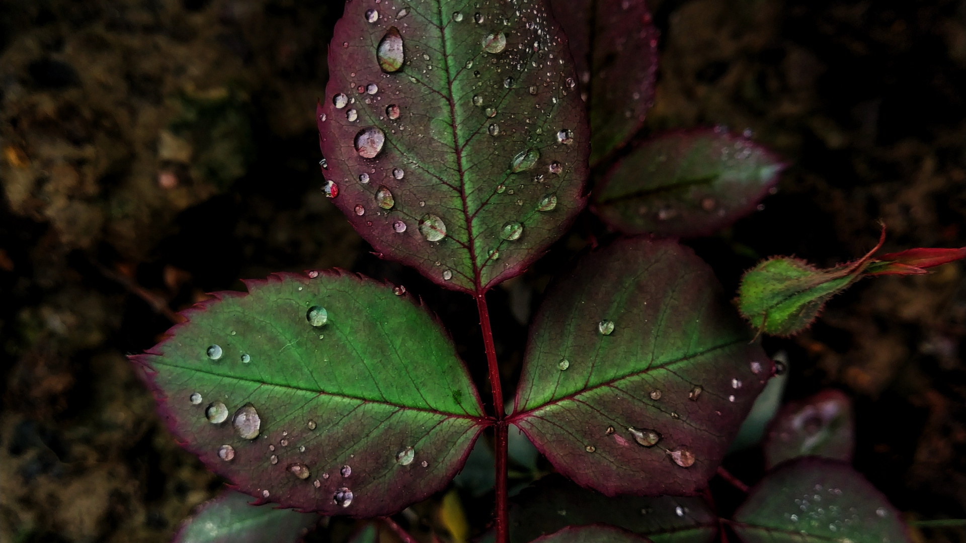 Feuille, Rosée, Green, Plante Terrestre, Eau. Wallpaper in 1920x1080 Resolution