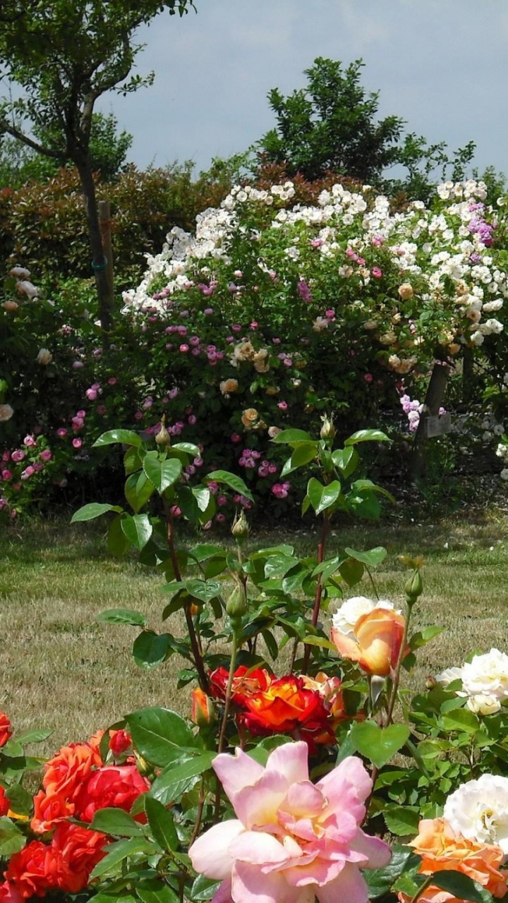 White and Pink Flowers on Green Grass Field. Wallpaper in 720x1280 Resolution