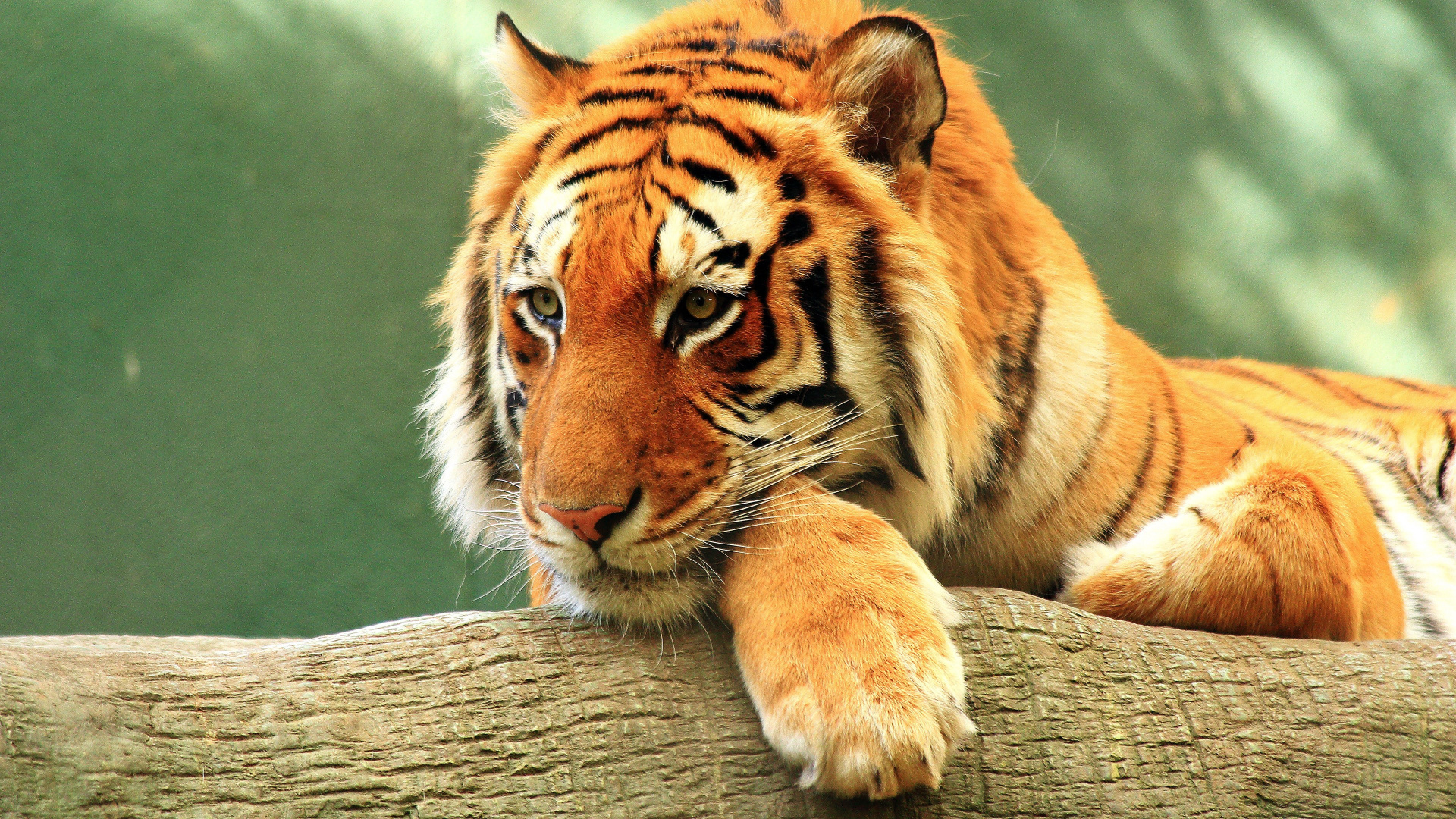 Brown and Black Tiger Lying on Brown Wooden Surface. Wallpaper in 1920x1080 Resolution