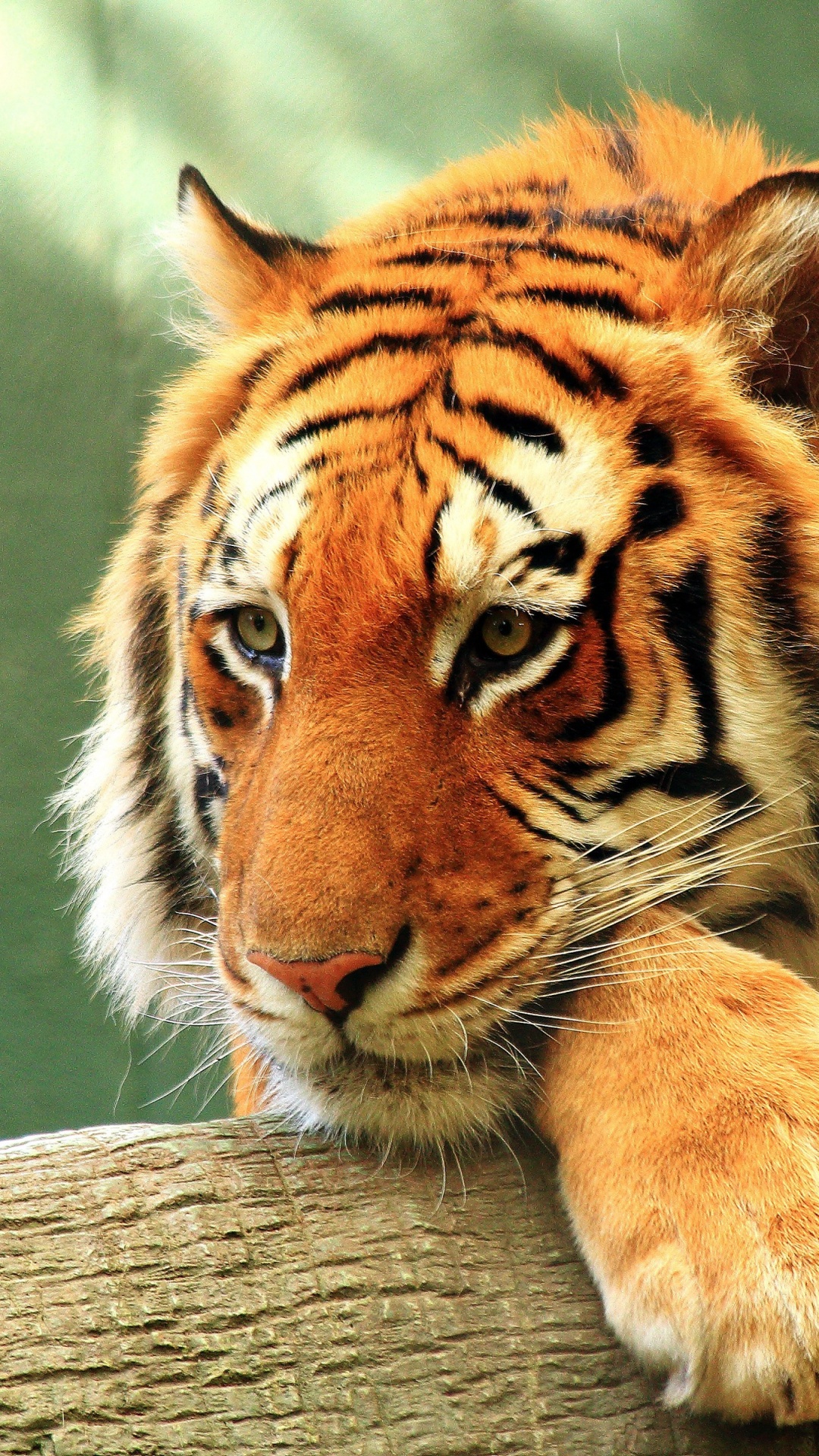 孟加拉虎, 金虎, 老虎, 野生动物, 陆地动物 壁纸 1080x1920 允许