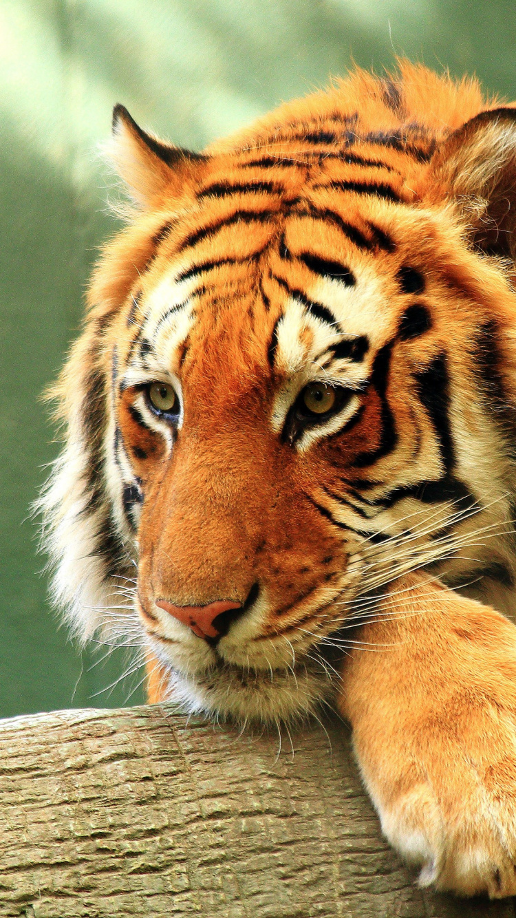 孟加拉虎, 金虎, 老虎, 野生动物, 陆地动物 壁纸 750x1334 允许