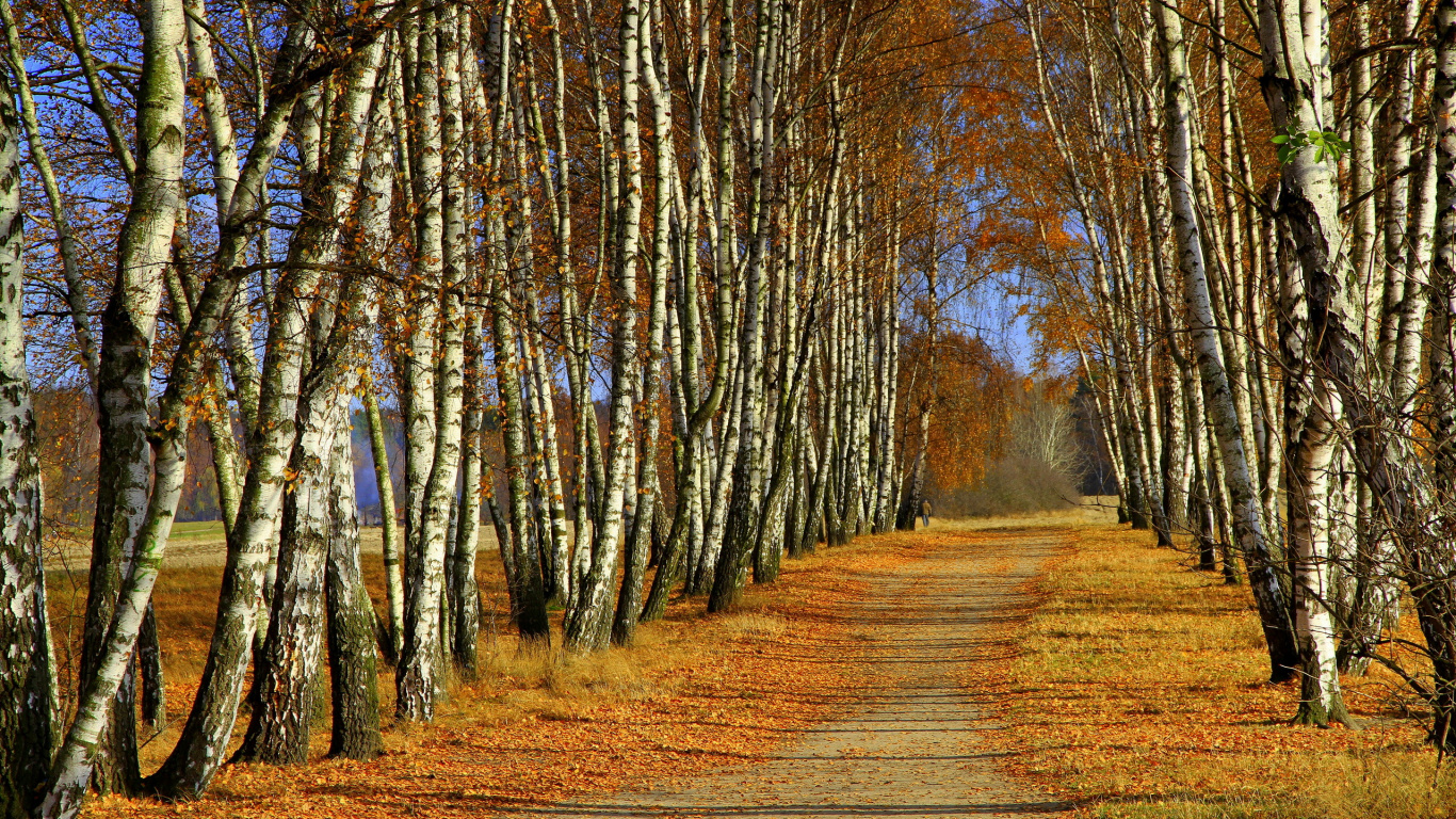 Braune Bäume Auf Braunem Feld Tagsüber. Wallpaper in 1366x768 Resolution