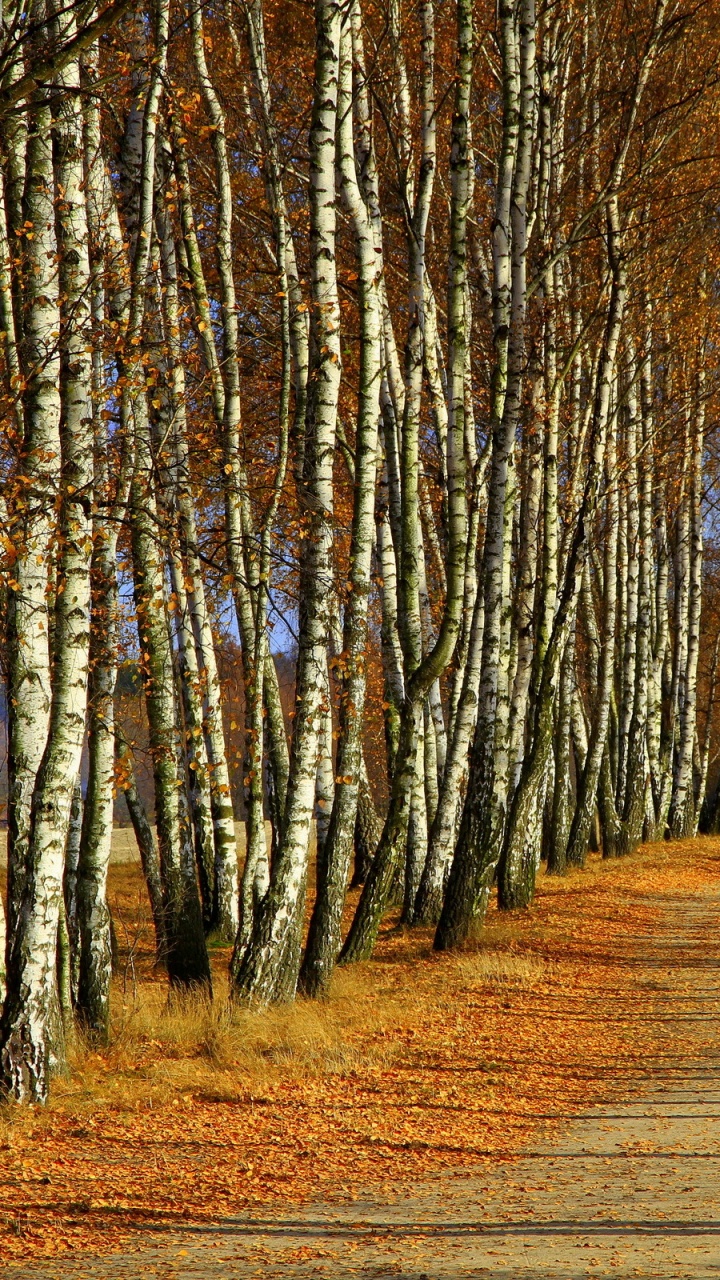 Arbres Bruns Sur Champ Brun Pendant la Journée. Wallpaper in 720x1280 Resolution