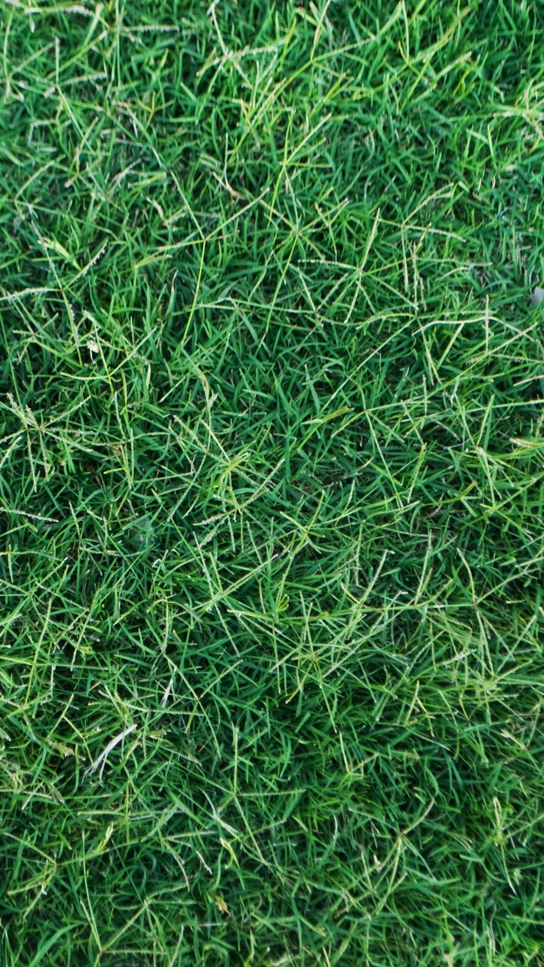 Green Grass Field During Daytime. Wallpaper in 1080x1920 Resolution