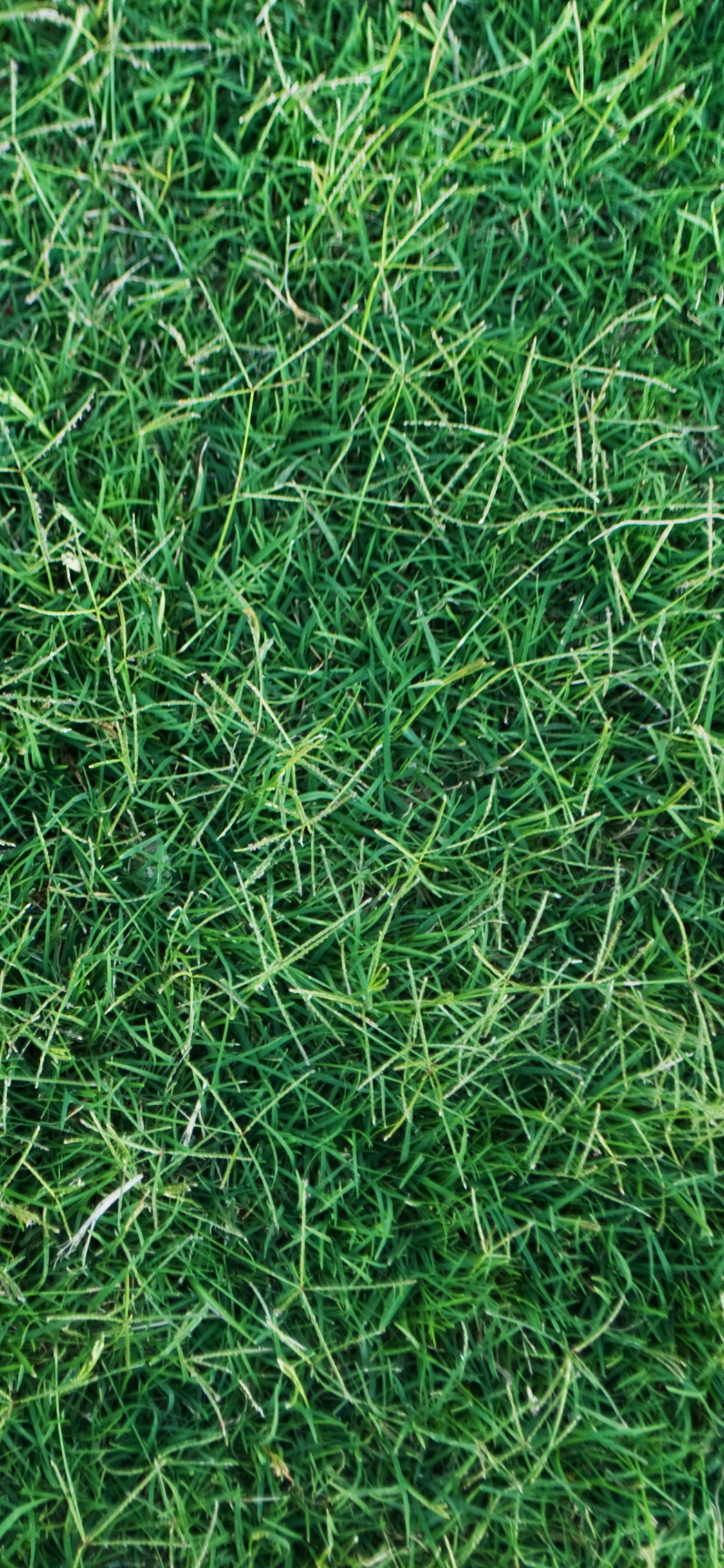 Green Grass Field During Daytime. Wallpaper in 1125x2436 Resolution