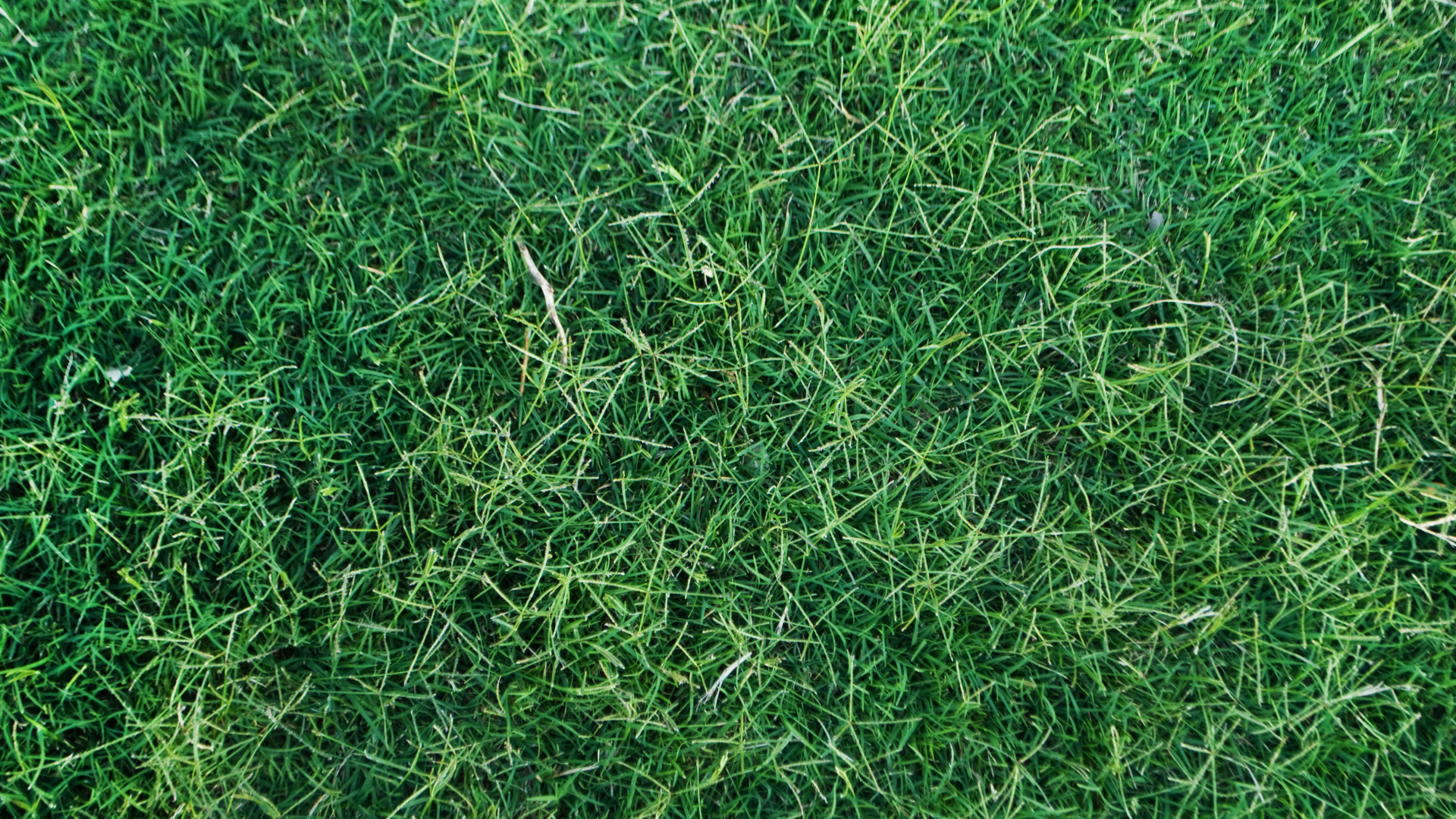 Green Grass Field During Daytime. Wallpaper in 1920x1080 Resolution