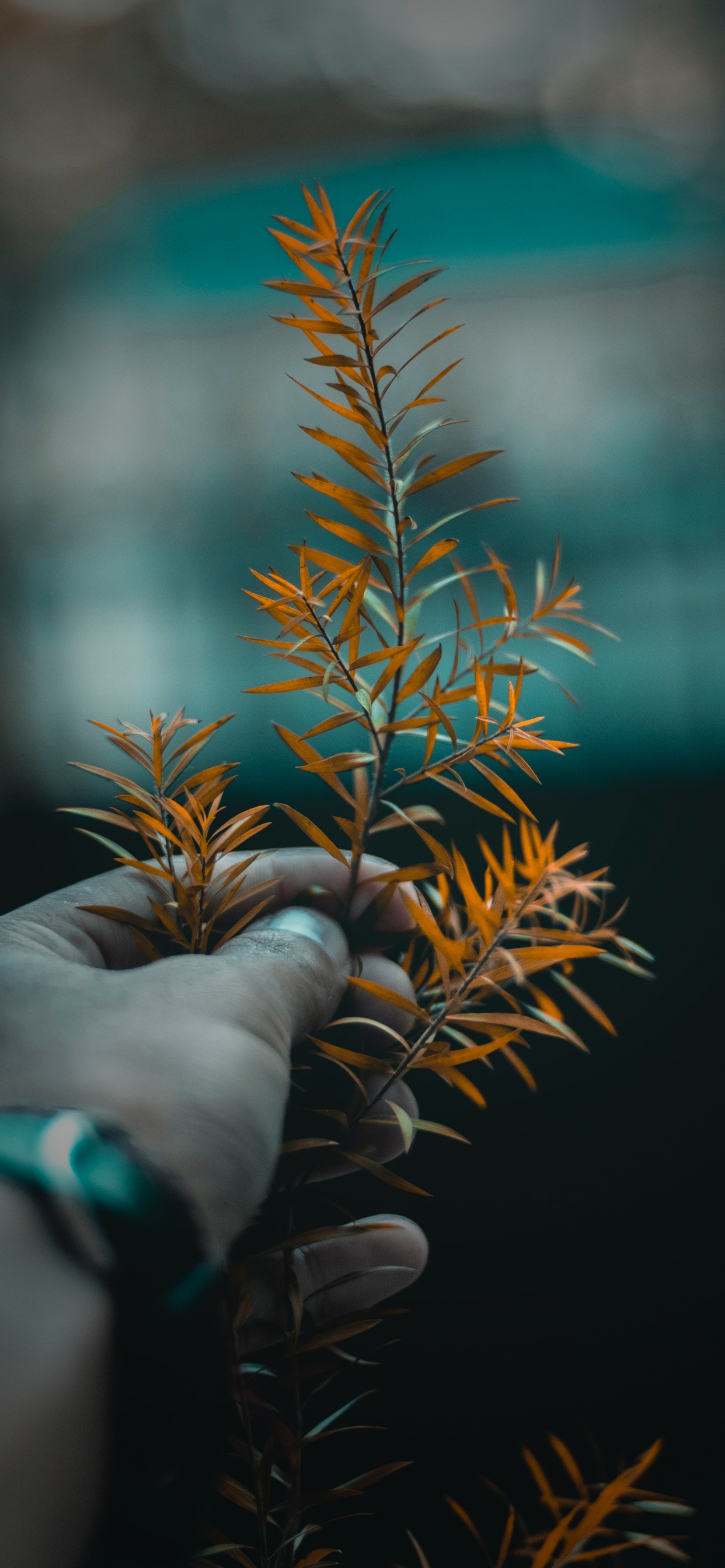 Tree, Leaf, Plant, Branch, Flower. Wallpaper in 1242x2688 Resolution