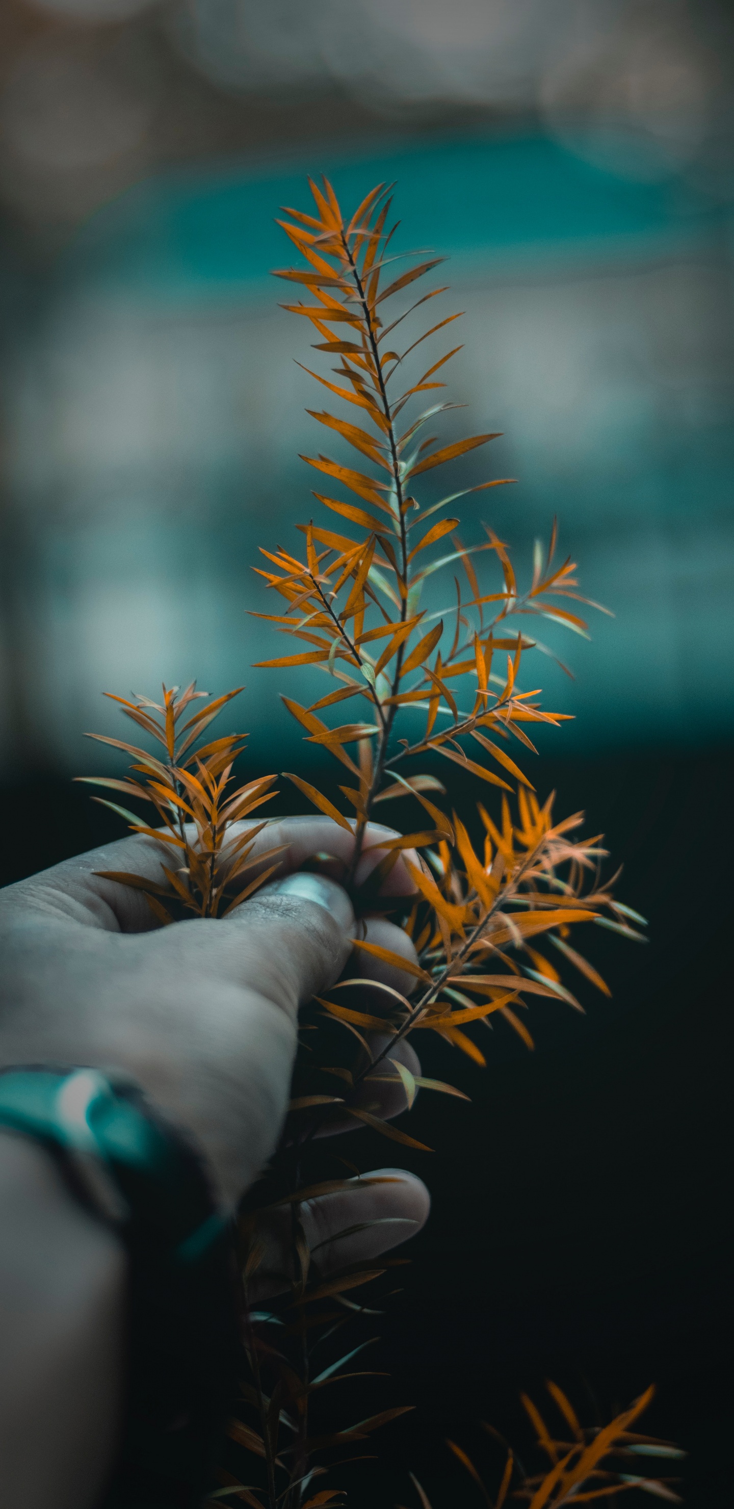 Tree, Leaf, Plant, Branch, Flower. Wallpaper in 1440x2960 Resolution