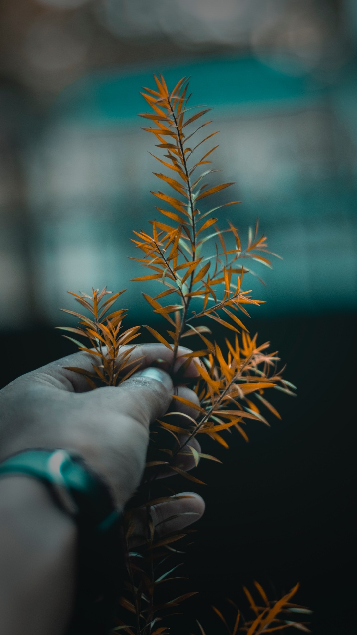 Tree, Leaf, Plant, Branch, Flower. Wallpaper in 720x1280 Resolution