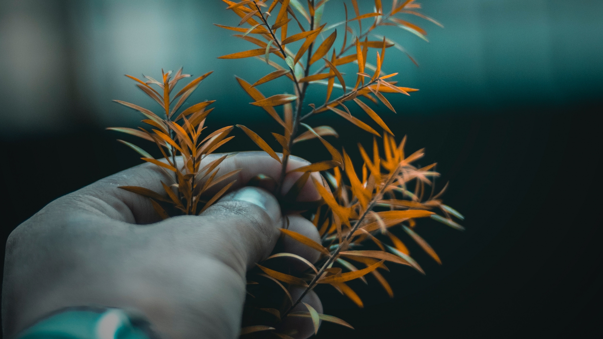 Baum, Blatt, Branch, Zimmerpflanze, Pflanzen-Stammzellen. Wallpaper in 1920x1080 Resolution