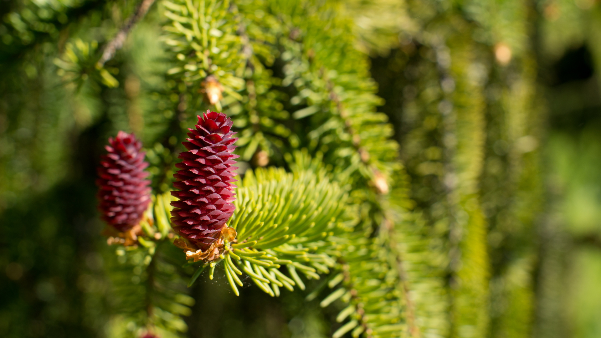 Fruit Rouge Sur Plante Verte. Wallpaper in 1920x1080 Resolution