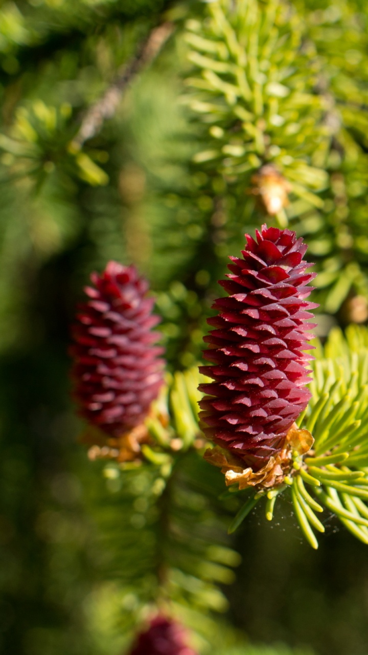 云杉, 针叶树锥, 性质, 落叶松, 菌群 壁纸 720x1280 允许