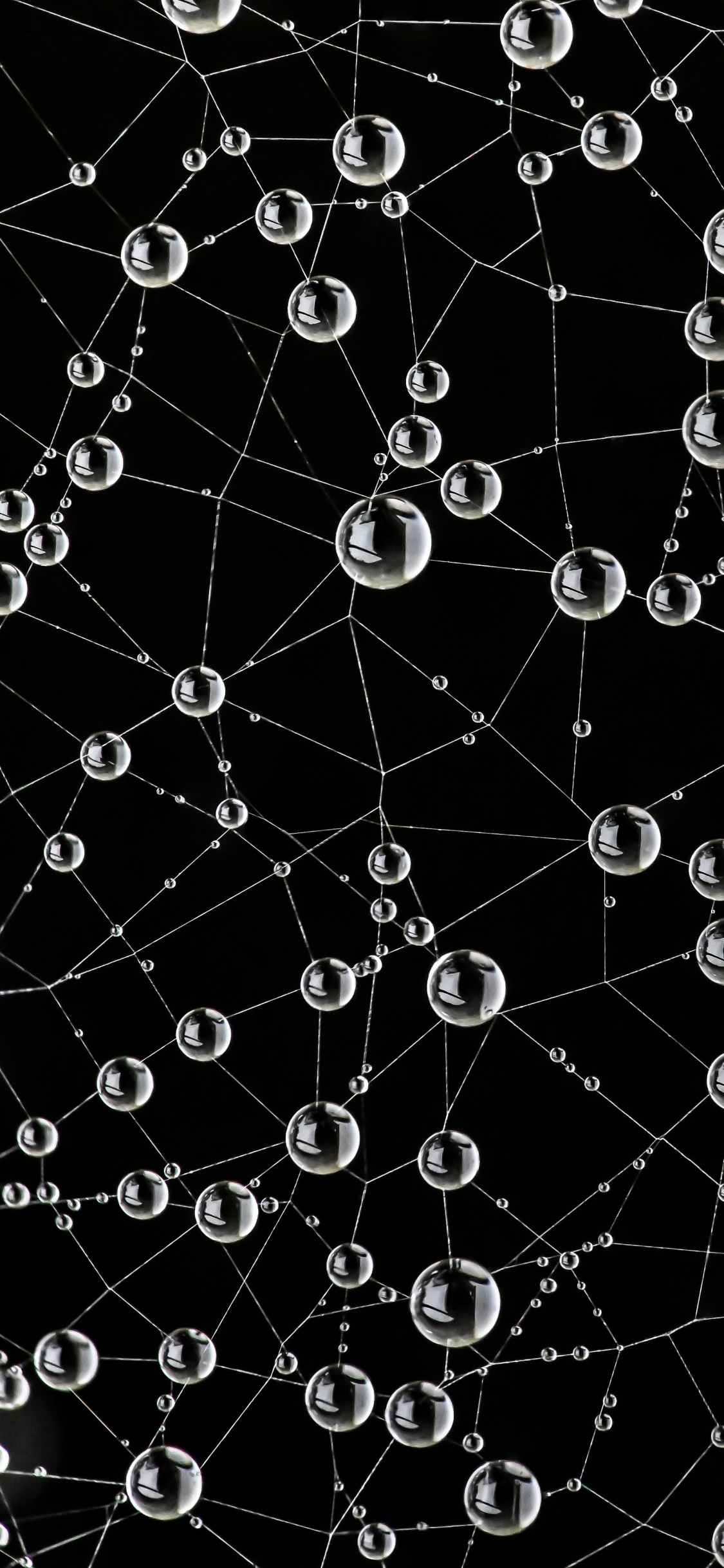 Spinnennetz, Natur, Schwarz, Natürlichen Umgebung, Botanik. Wallpaper in 1125x2436 Resolution