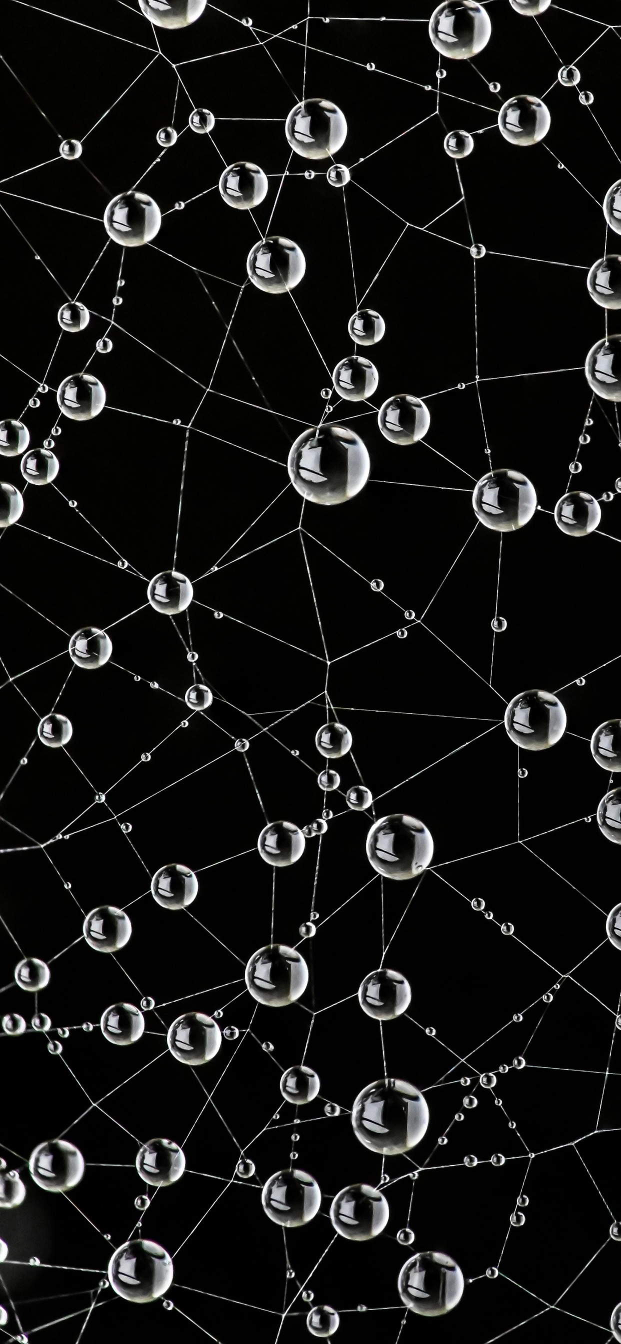 Spinnennetz, Natur, Schwarz, Natürlichen Umgebung, Botanik. Wallpaper in 1242x2688 Resolution