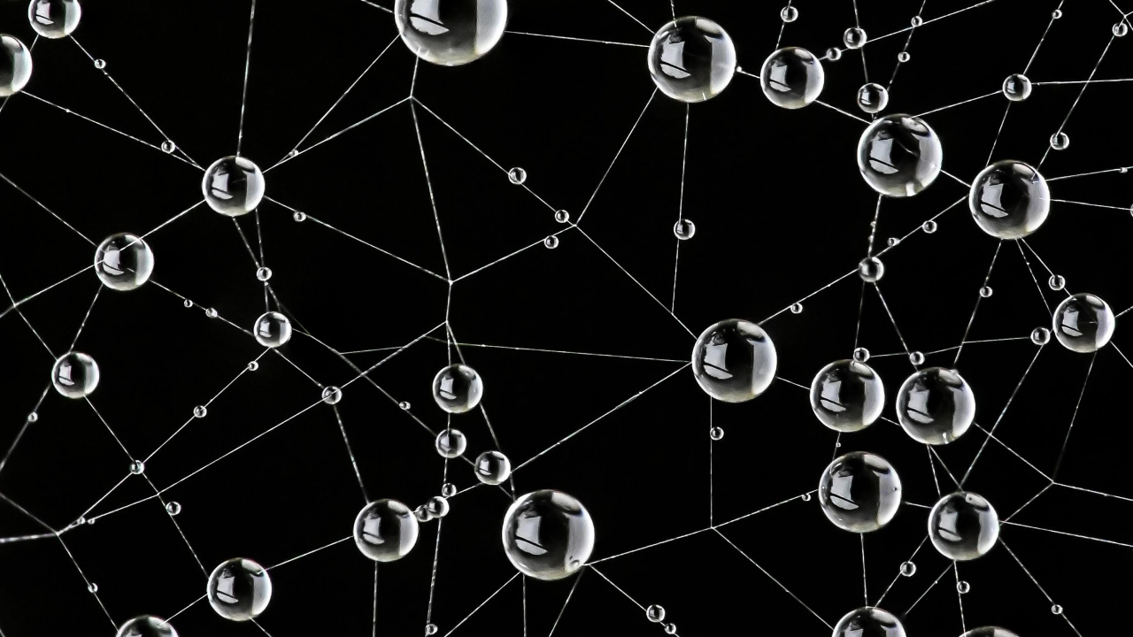 Spinnennetz, Natur, Schwarz, Natürlichen Umgebung, Botanik. Wallpaper in 1280x720 Resolution