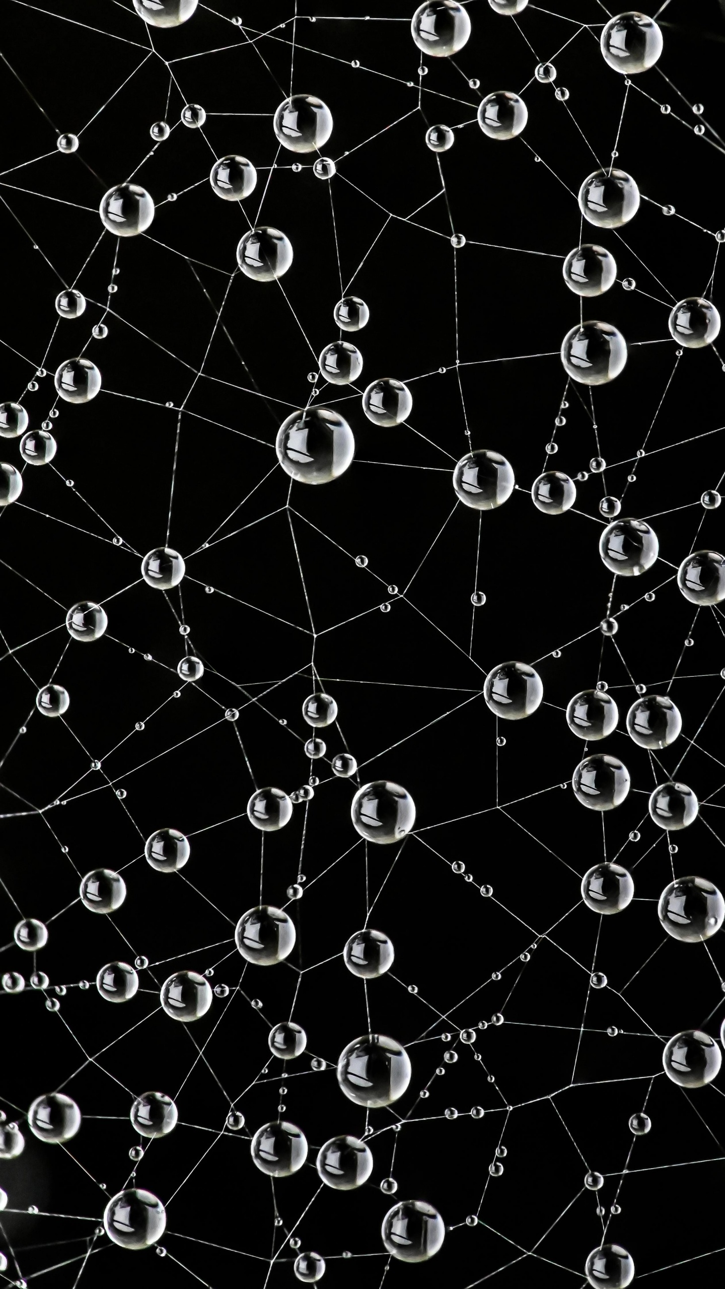 Spinnennetz, Natur, Schwarz, Natürlichen Umgebung, Botanik. Wallpaper in 1440x2560 Resolution