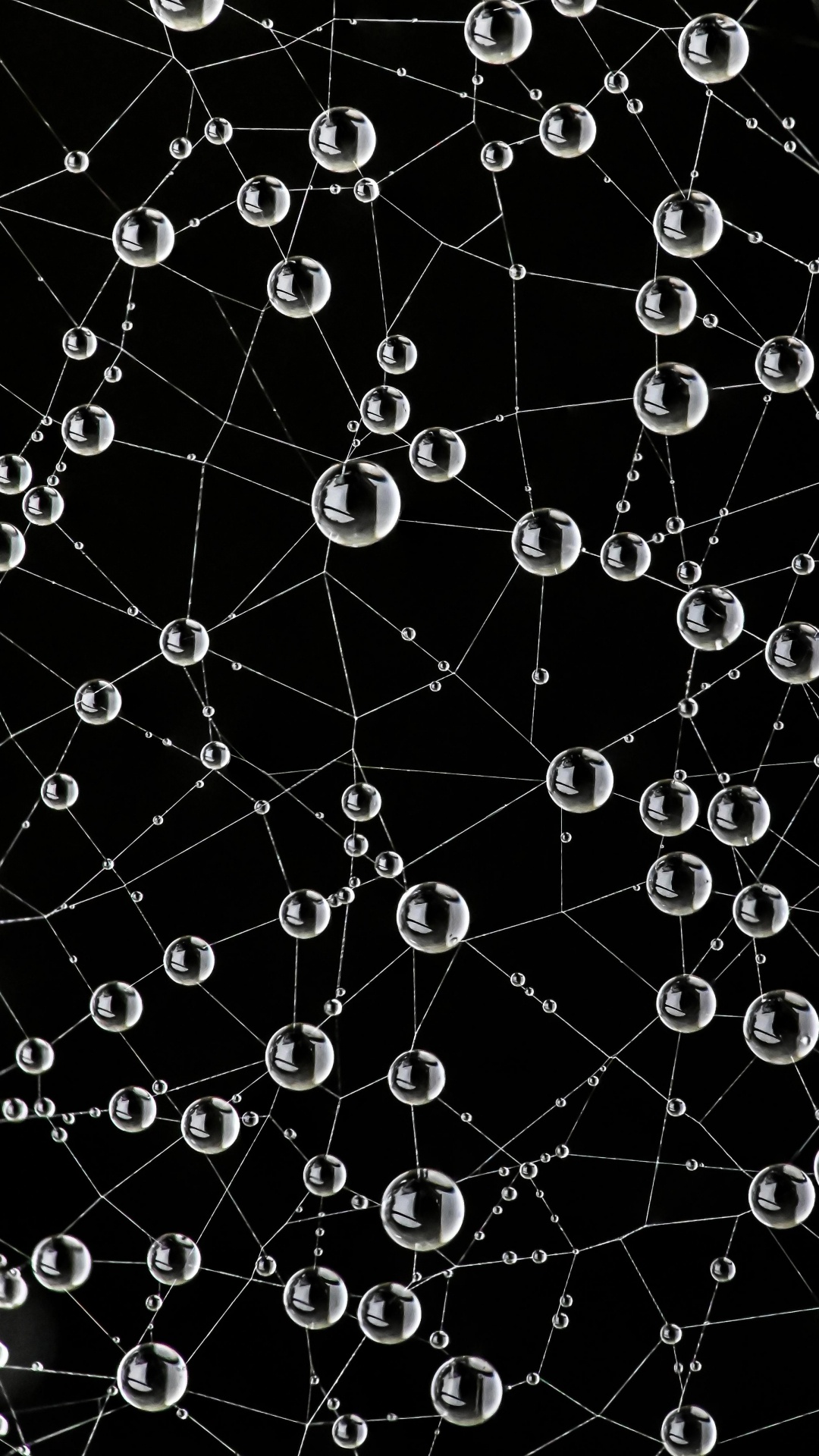 Tela de Araña, Naturaleza, Negro, Entorno Natural, la Botánica. Wallpaper in 1080x1920 Resolution