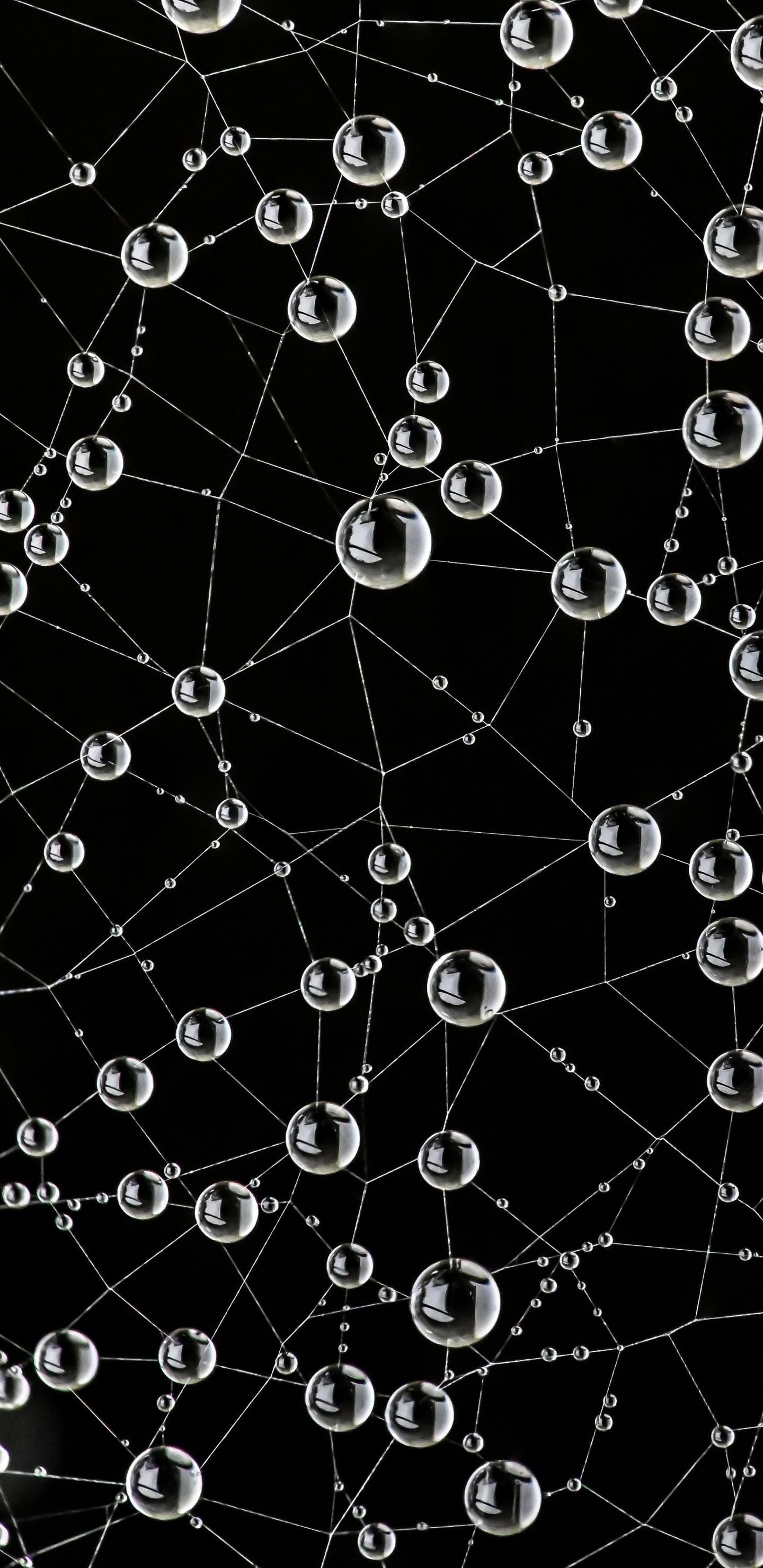 Tela de Araña, Naturaleza, Negro, Entorno Natural, la Botánica. Wallpaper in 1440x2960 Resolution