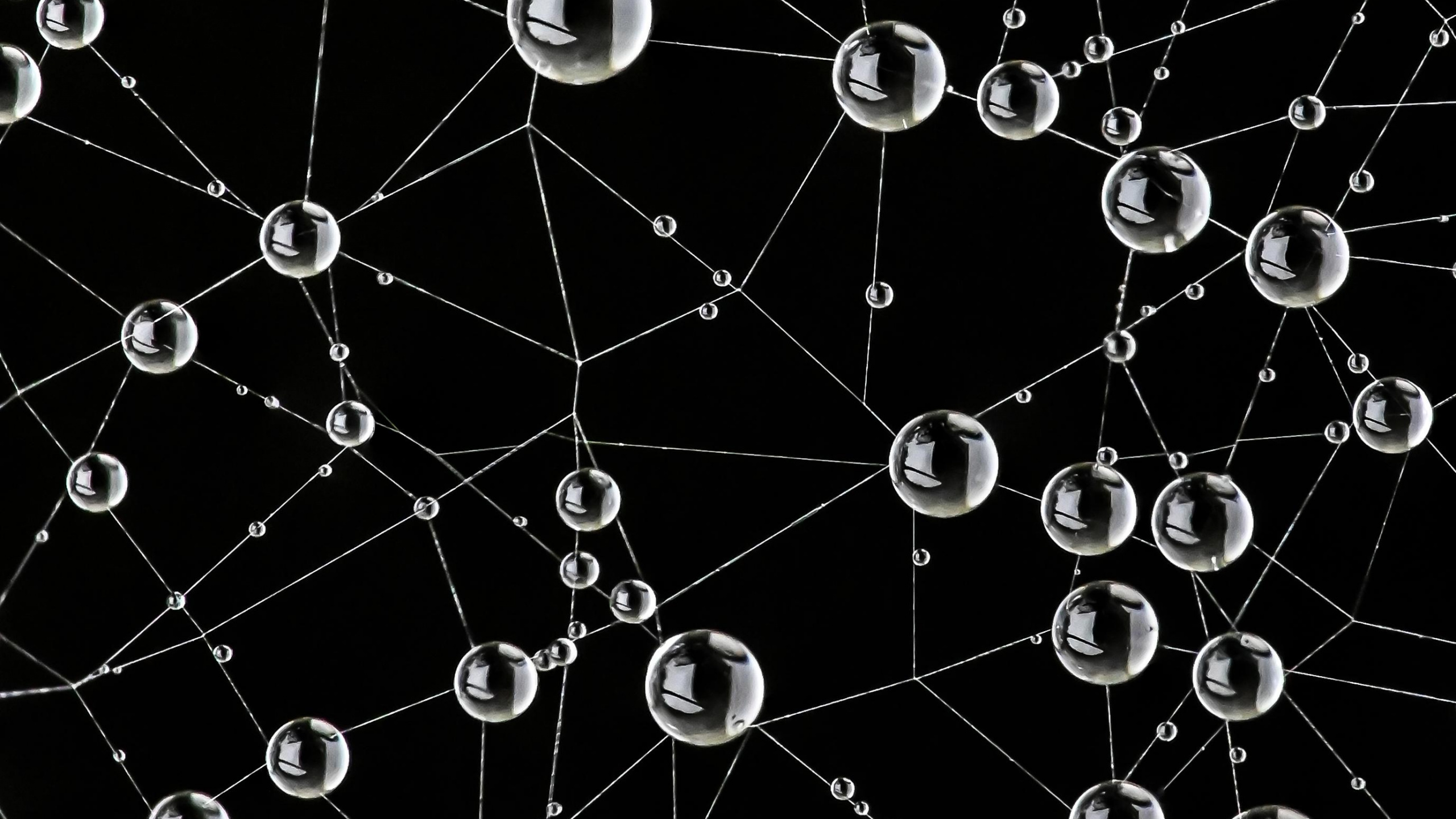 Tela de Araña, Naturaleza, Negro, Entorno Natural, la Botánica. Wallpaper in 2560x1440 Resolution