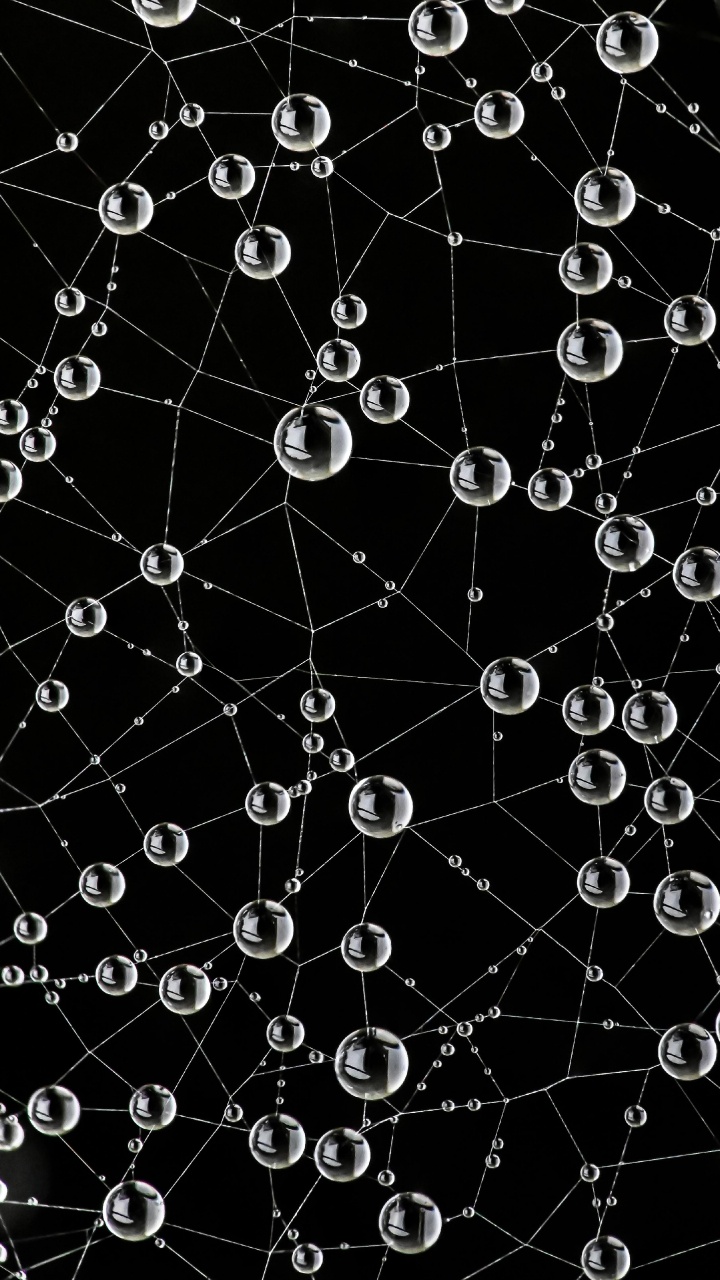 Toile D'araignée, Nature, Noir, Environnement Naturel, Botanique. Wallpaper in 720x1280 Resolution